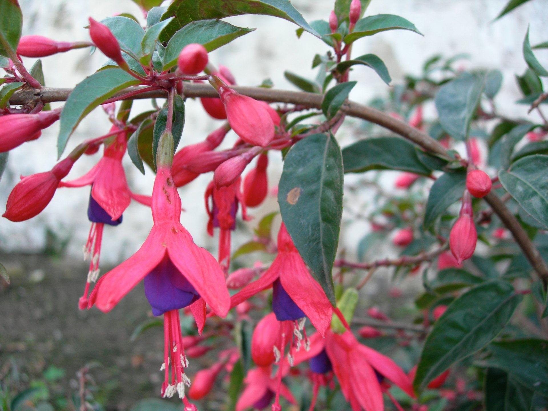 Free download high resolution image - free image free photo free stock image public domain picture -Lady's Eardrops - Fuchsia ‘Angel’s Earrings