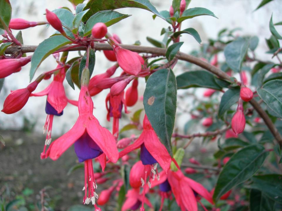 Free download high resolution image - free image free photo free stock image public domain picture  Lady's Eardrops - Fuchsia ‘Angel’s Earrings