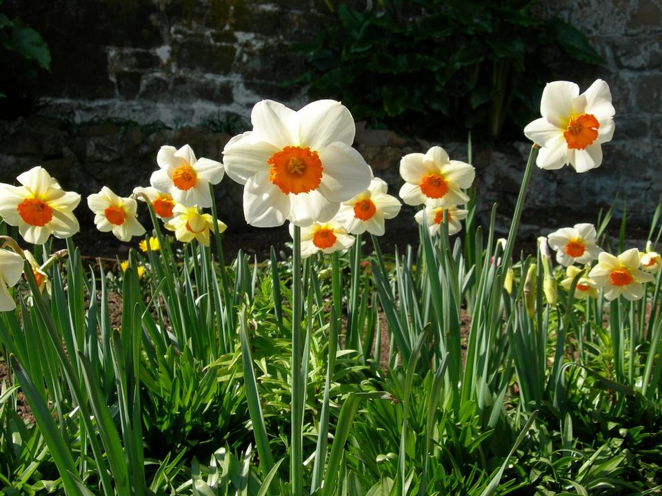 Free download high resolution image - free image free photo free stock image public domain picture  Narcissus - Narcissus Barrett Browning