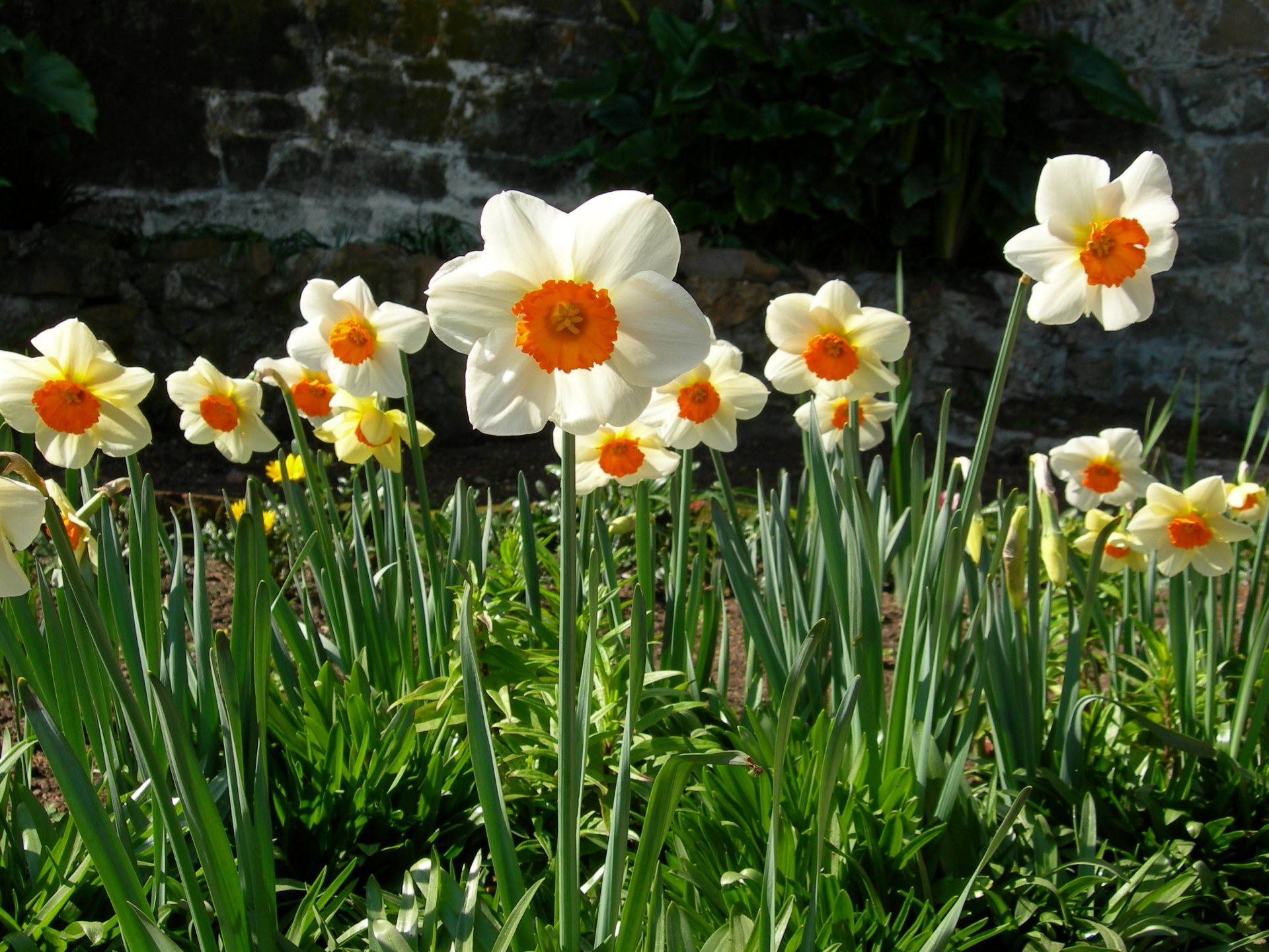 Free download high resolution image - free image free photo free stock image public domain picture -Narcissus - Narcissus Barrett Browning