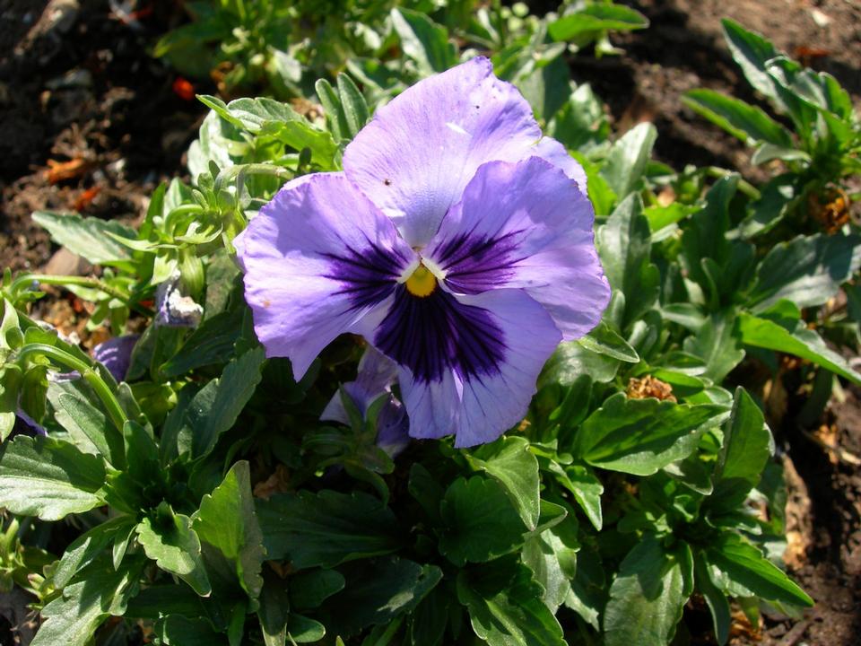 Free download high resolution image - free image free photo free stock image public domain picture  Pansy Viola x wittrockiana