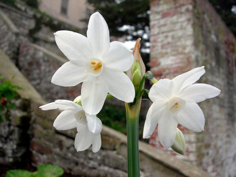 Free download high resolution image - free image free photo free stock image public domain picture  Paperwhites - Narcissus papyraceus Paperwhites