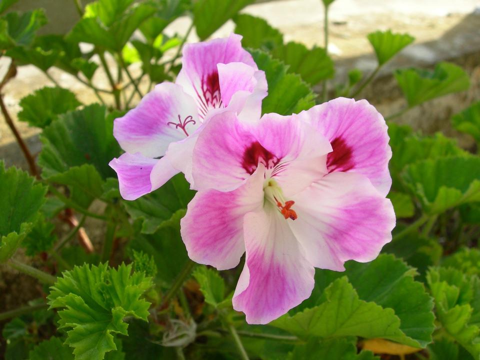 Free download high resolution image - free image free photo free stock image public domain picture  Regal Pelargonium - Pelargonium x domesticum