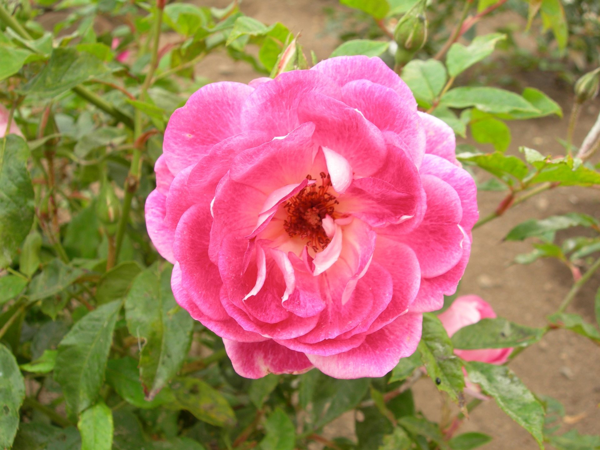 Free download high resolution image - free image free photo free stock image public domain picture -Rose - Rosa Brilliant Pink Iceberg