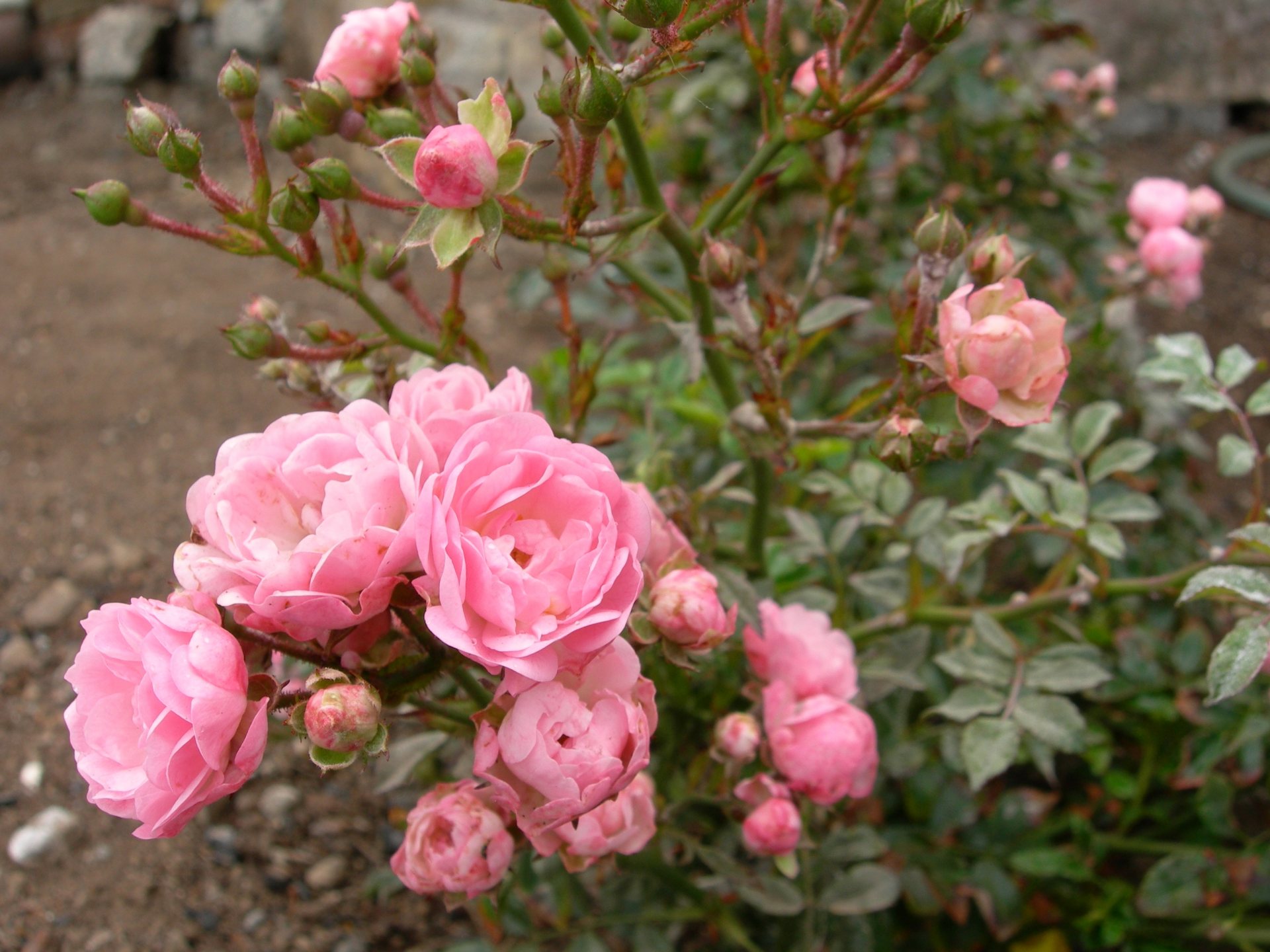 Free download high resolution image - free image free photo free stock image public domain picture -Rose - Rosa The Fairy