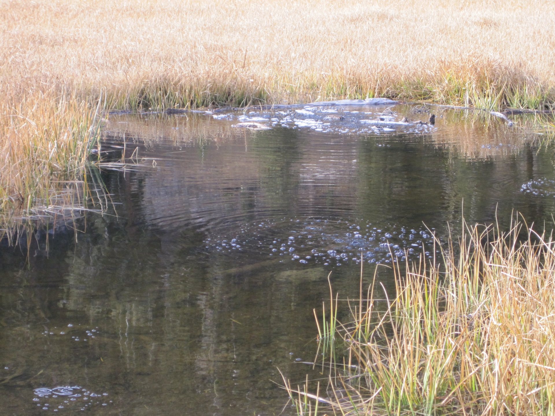 Free download high resolution image - free image free photo free stock image public domain picture -Cold Boiling Lake