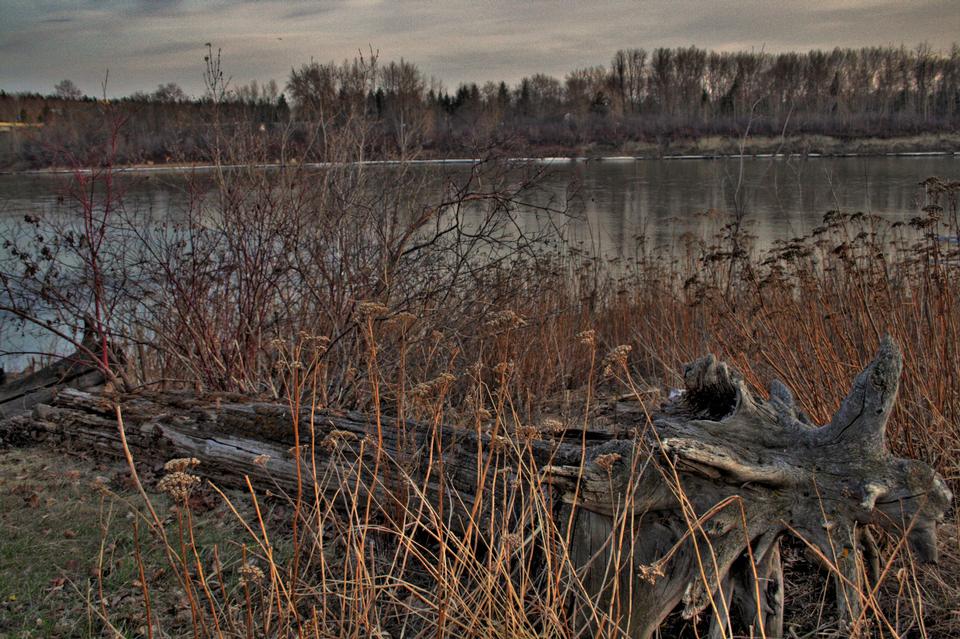 Free download high resolution image - free image free photo free stock image public domain picture  A piece of weathered driftwood