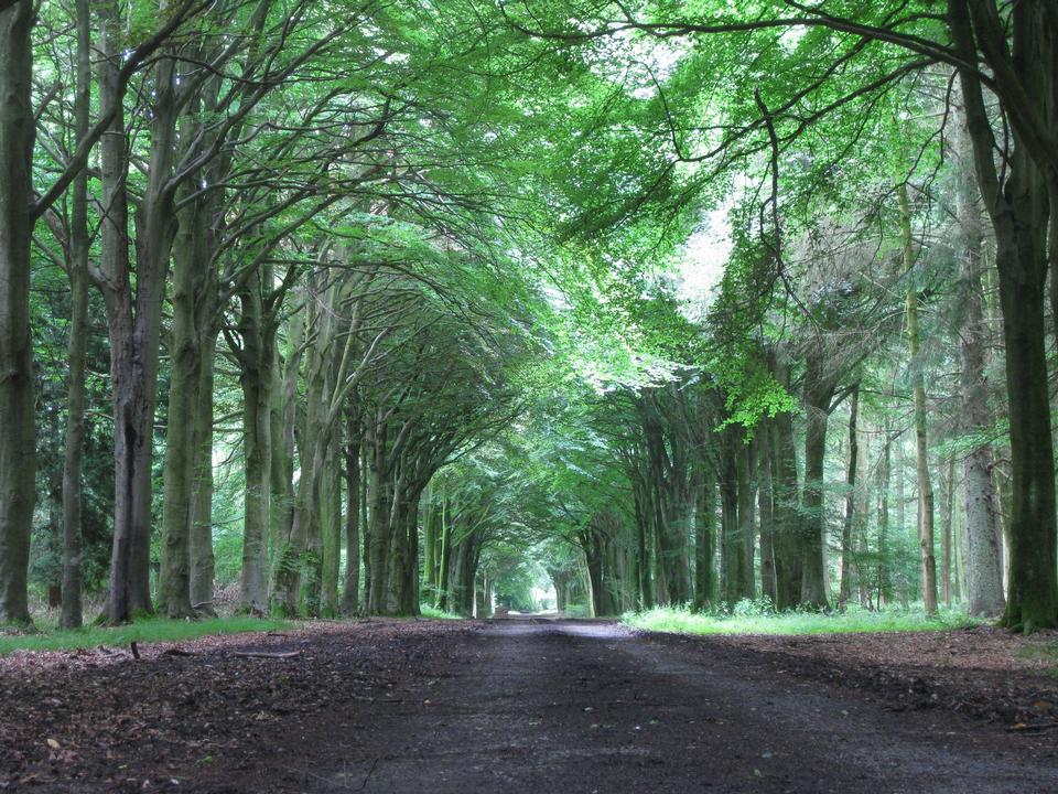 Free download high resolution image - free image free photo free stock image public domain picture  Country road running through tree alley