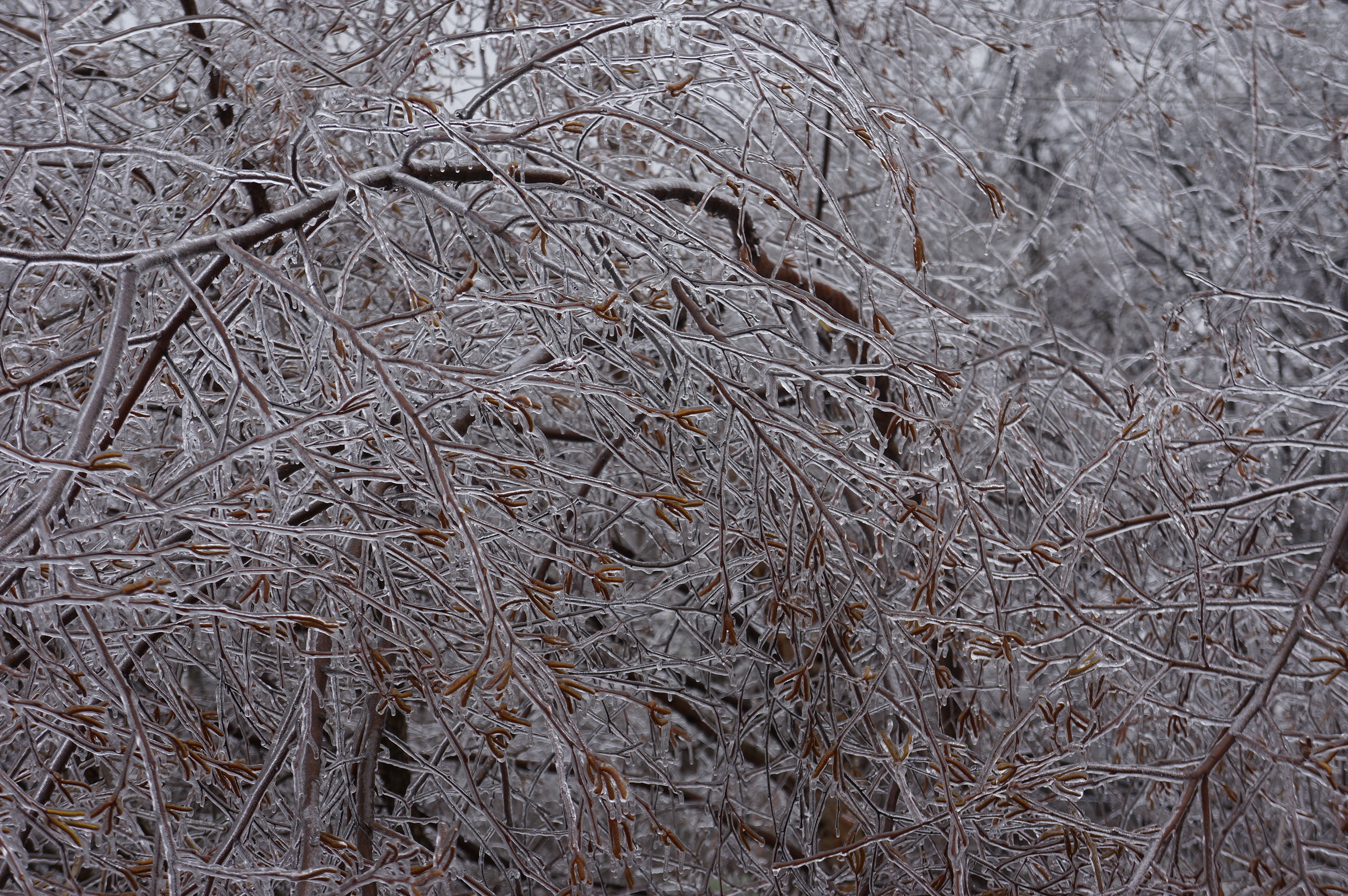 Free download high resolution image - free image free photo free stock image public domain picture -Sunny icicles background