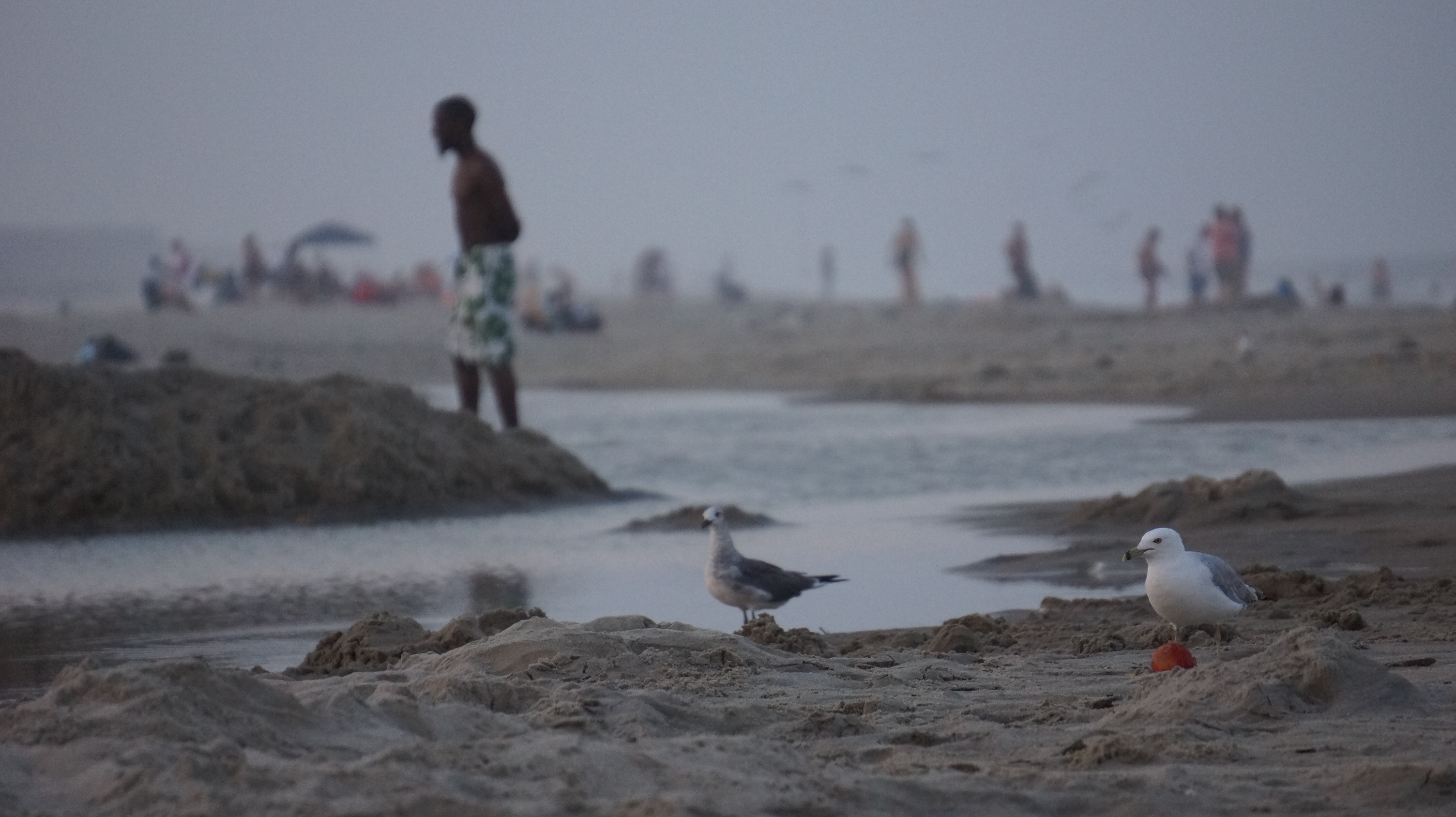 Free download high resolution image - free image free photo free stock image public domain picture -Chincoteague,Island Virginia