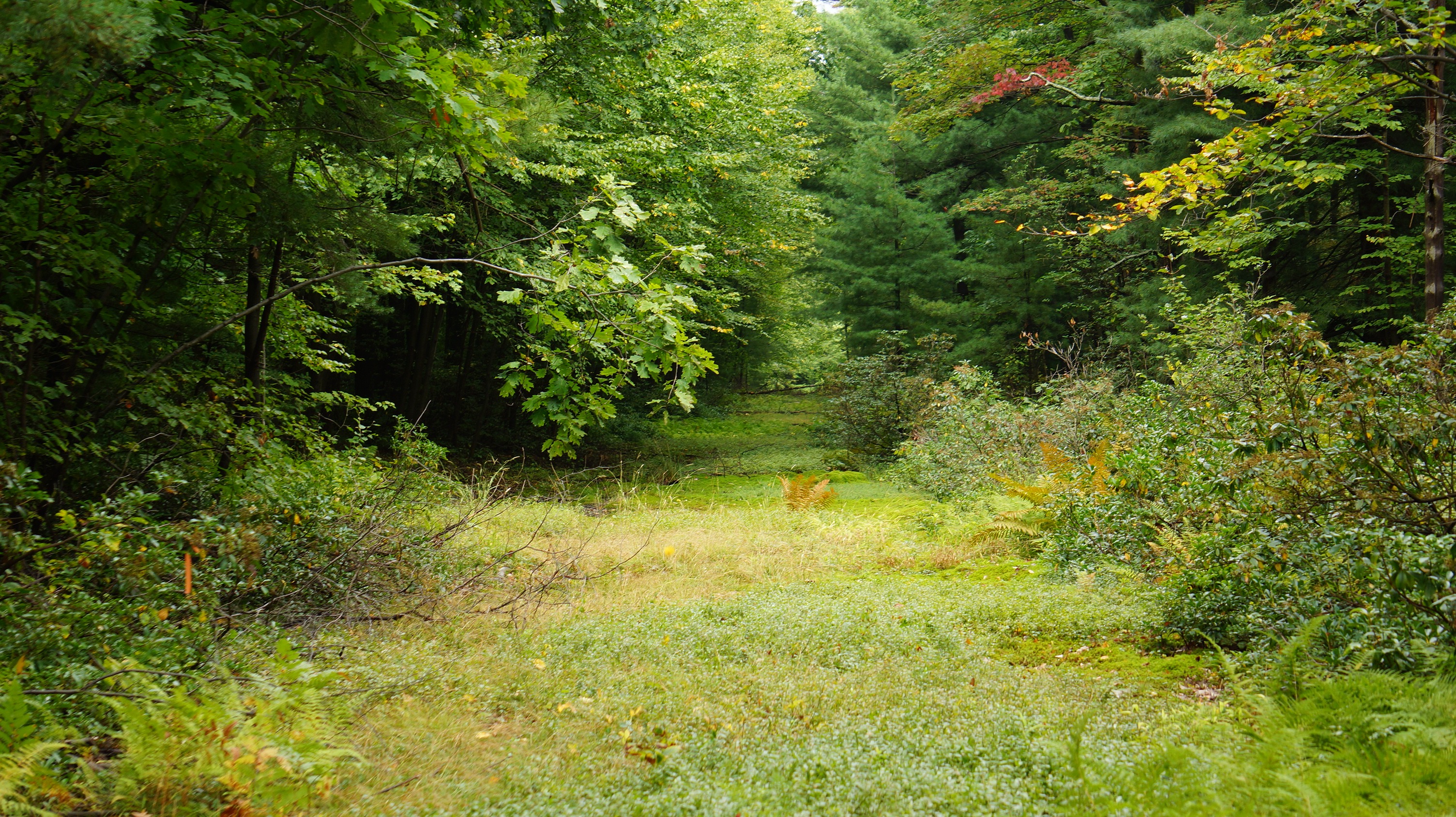 Free download high resolution image - free image free photo free stock image public domain picture -Laurel Summit State Park