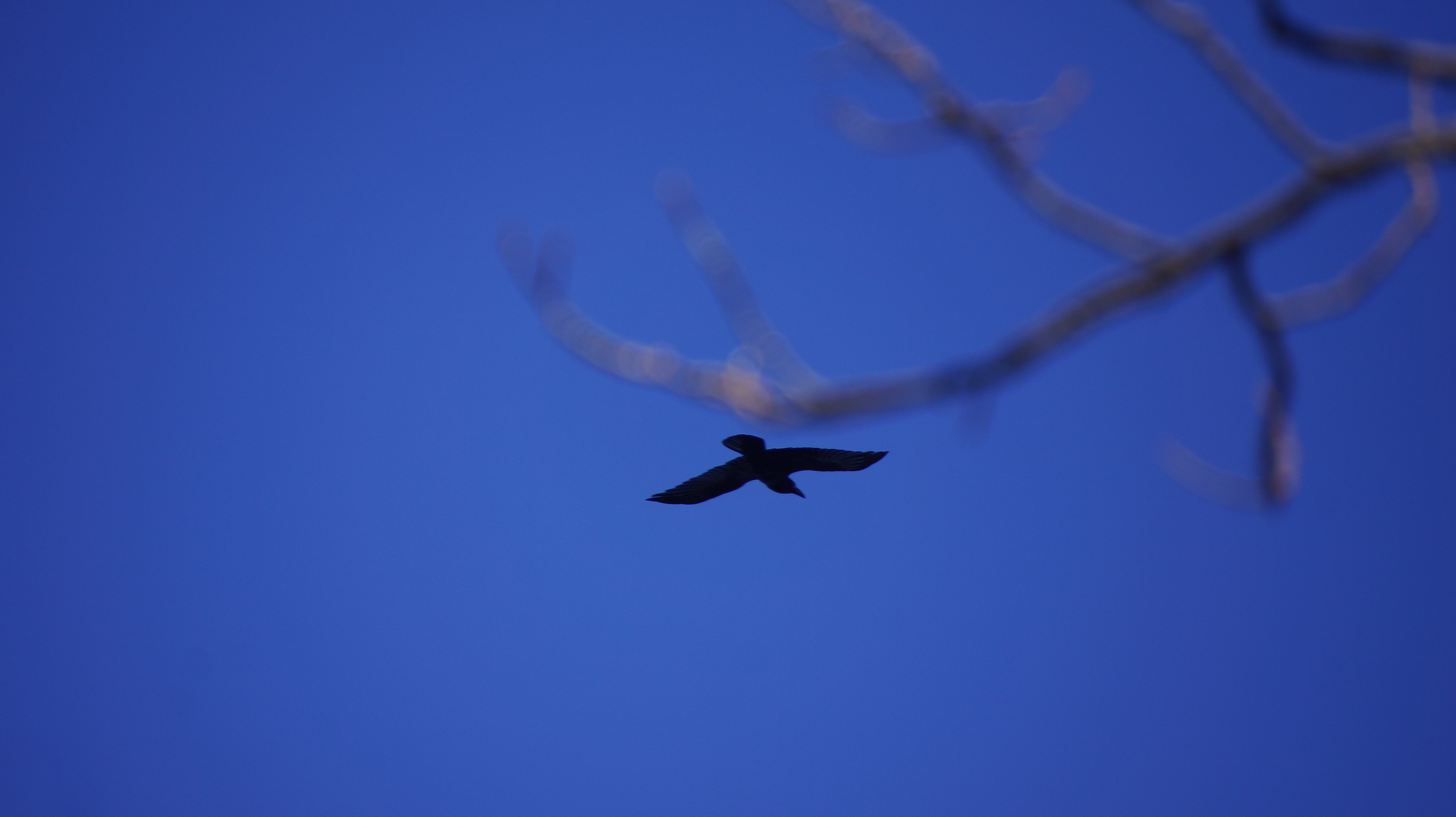 Free download high resolution image - free image free photo free stock image public domain picture -Harrier Hawk in Flight