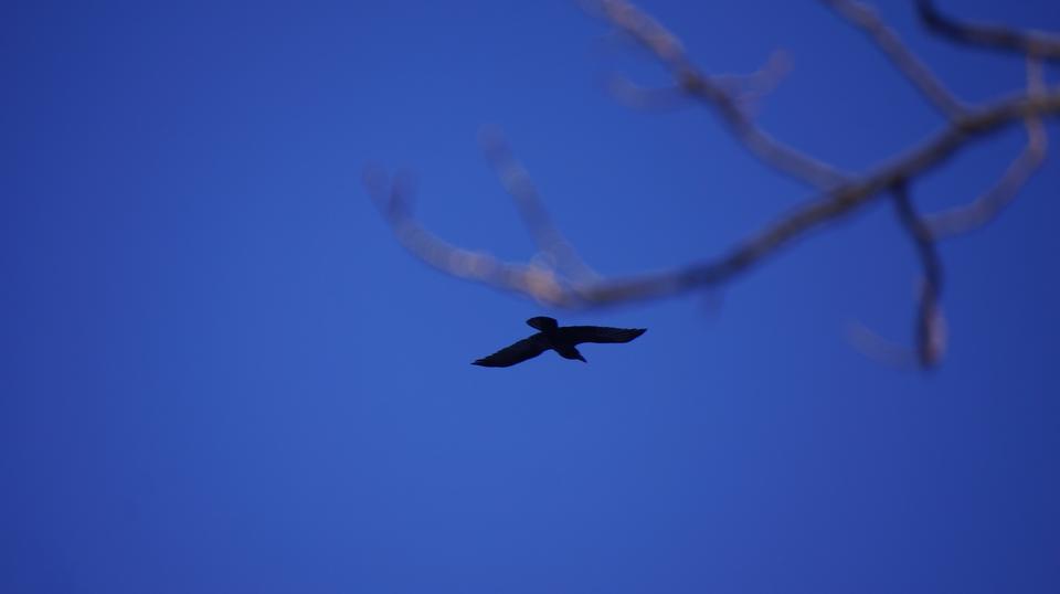 Free download high resolution image - free image free photo free stock image public domain picture  Harrier Hawk in Flight