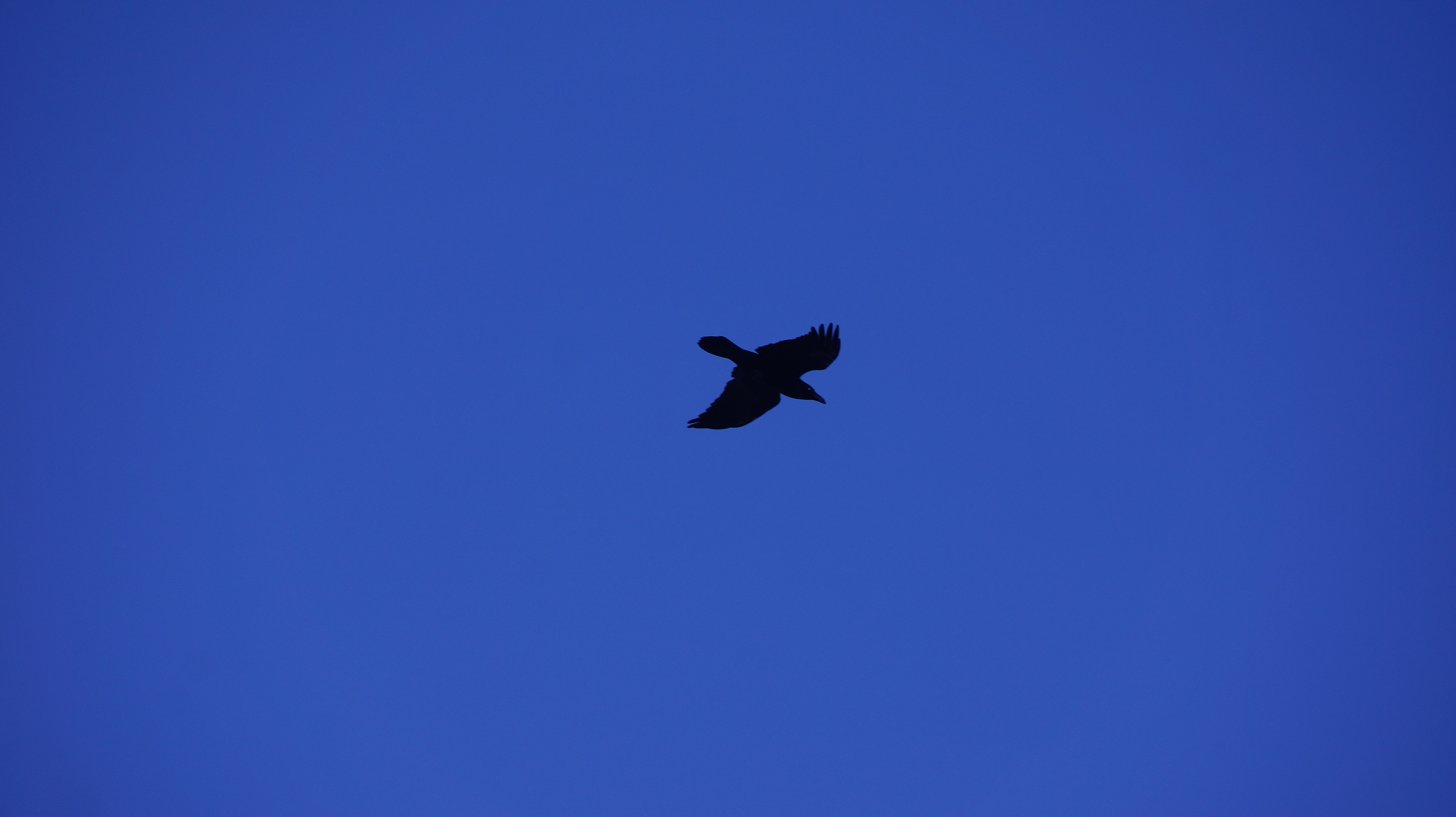 Free download high resolution image - free image free photo free stock image public domain picture -Harrier Hawk in Flight