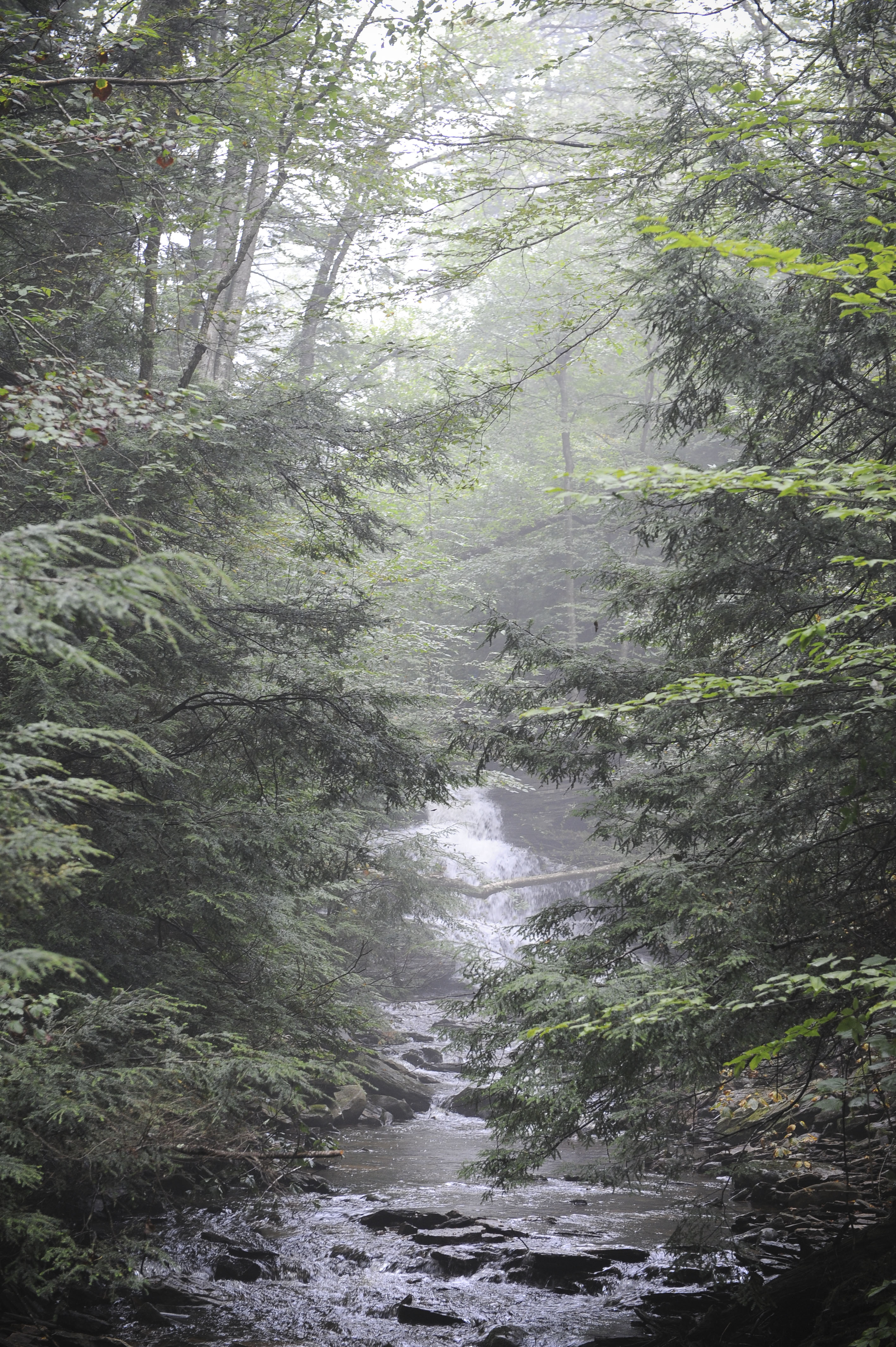 Free download high resolution image - free image free photo free stock image public domain picture -Ricketts Glen State Park