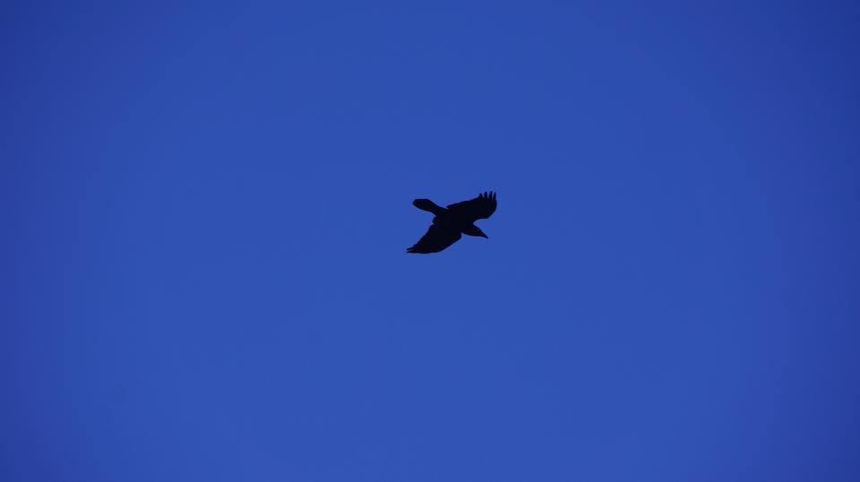 Free download high resolution image - free image free photo free stock image public domain picture  Harrier Hawk in Flight