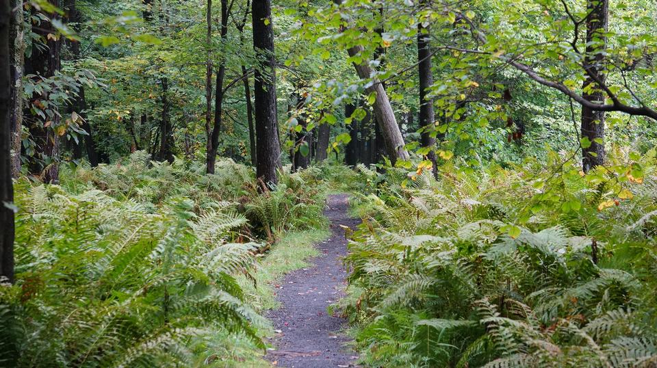 Free download high resolution image - free image free photo free stock image public domain picture  Laurel Summit State Park