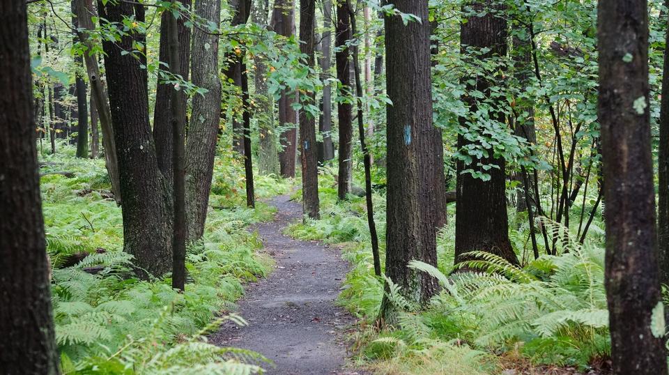 Free download high resolution image - free image free photo free stock image public domain picture  Laurel Summit State Park