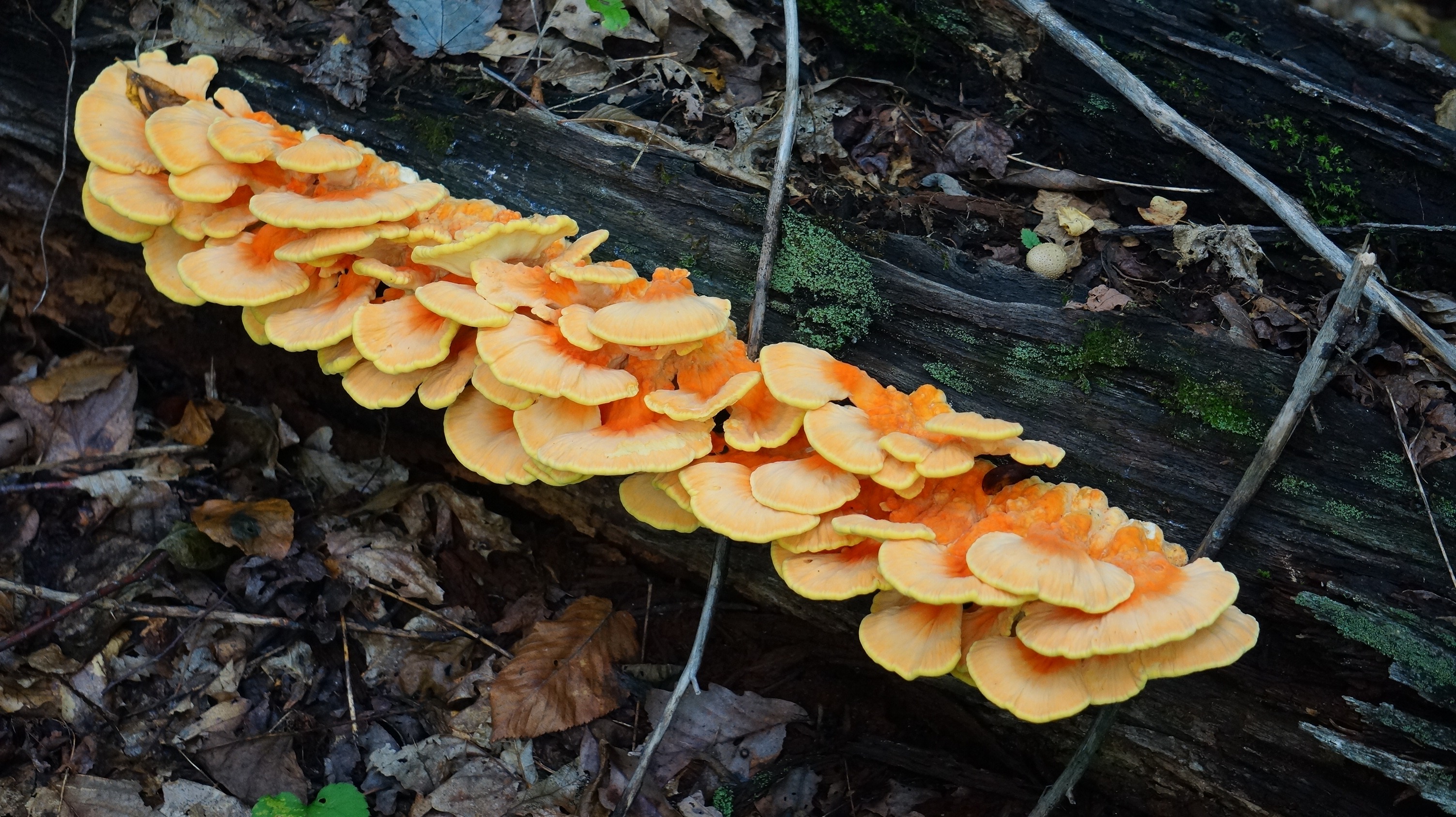 Free download high resolution image - free image free photo free stock image public domain picture -Mushroom