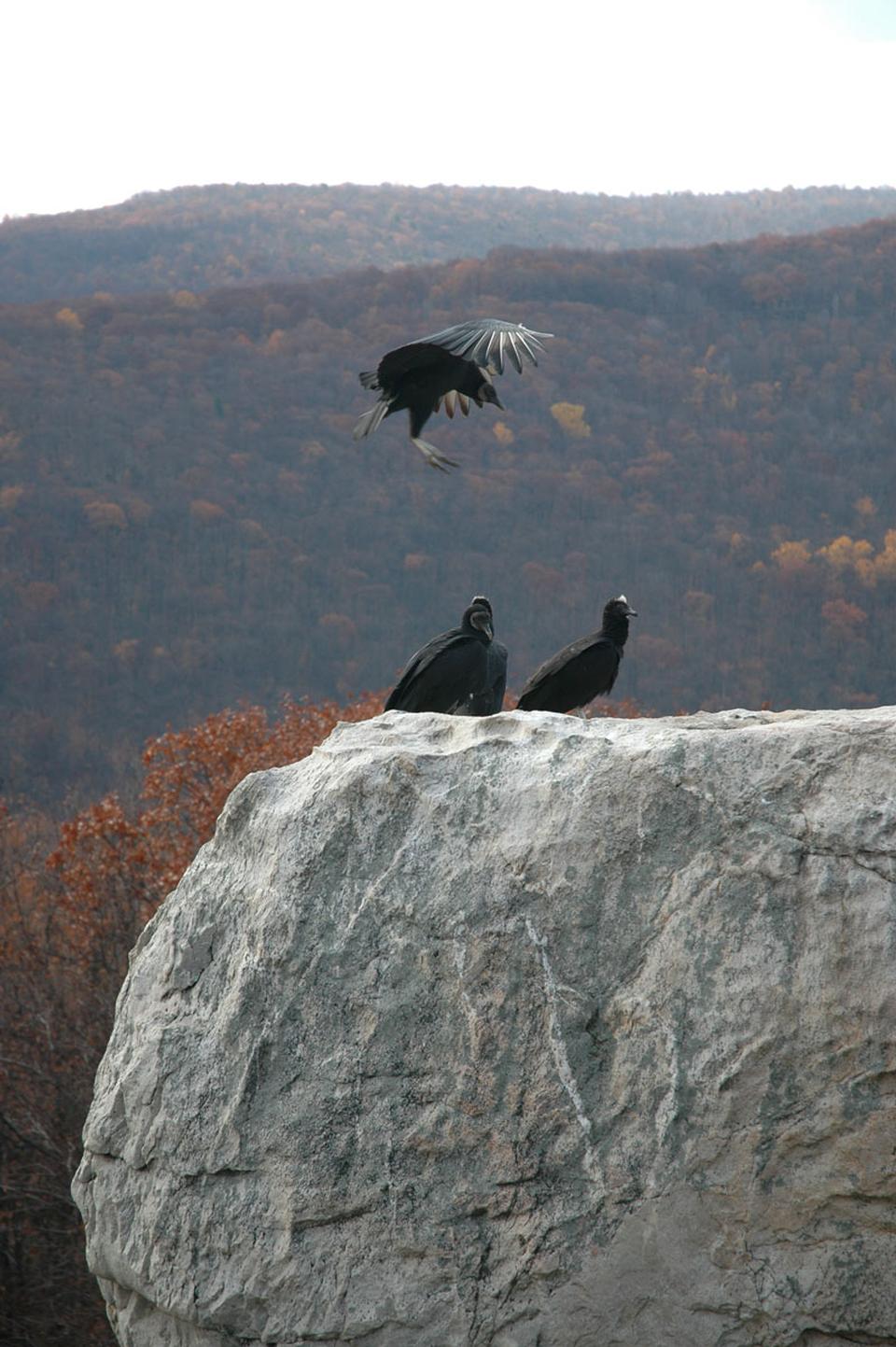 Free download high resolution image - free image free photo free stock image public domain picture  Wolf Rock Catoctin Mountain