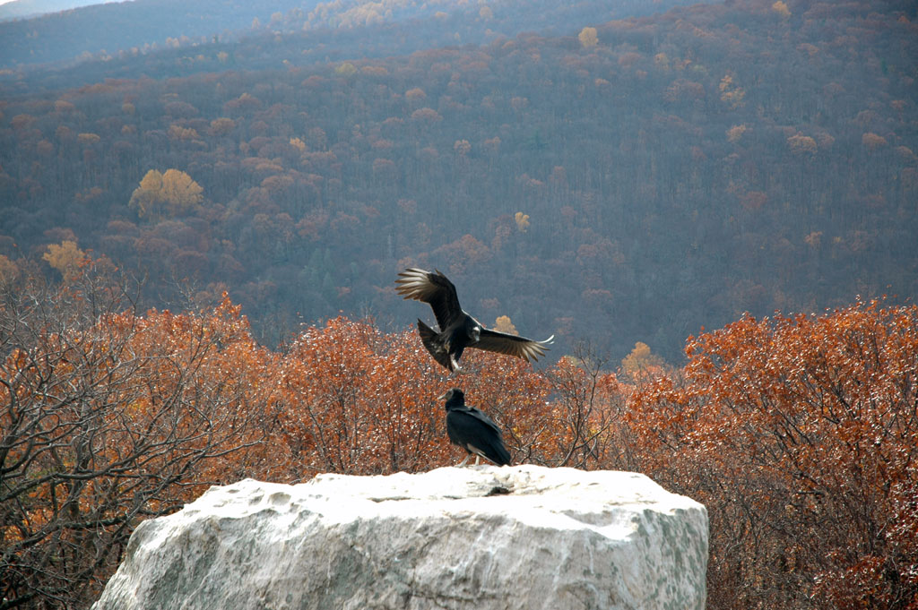 Free download high resolution image - free image free photo free stock image public domain picture -Wolf Rock Catoctin Mountain