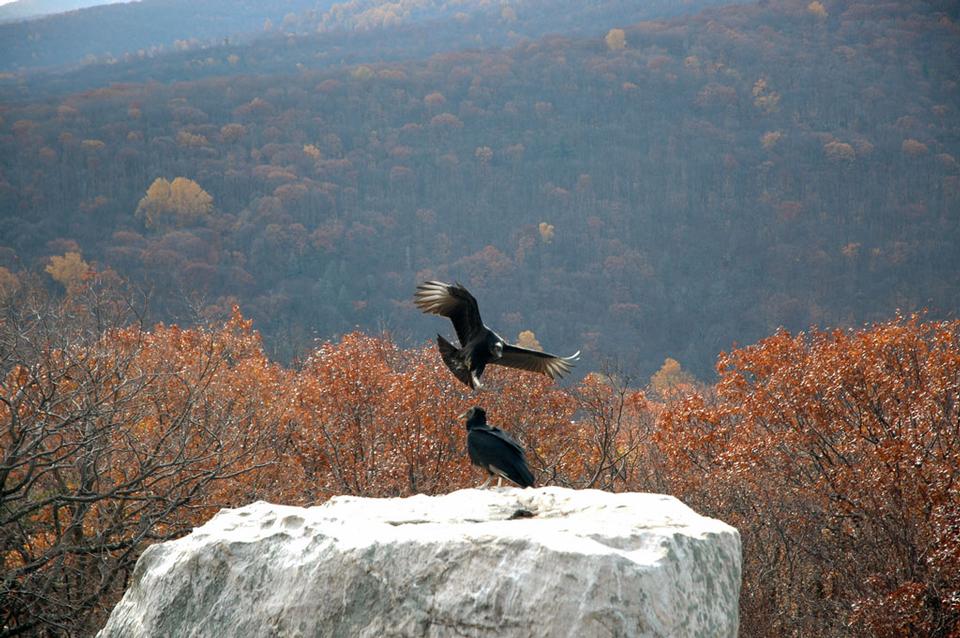 Free download high resolution image - free image free photo free stock image public domain picture  Wolf Rock Catoctin Mountain