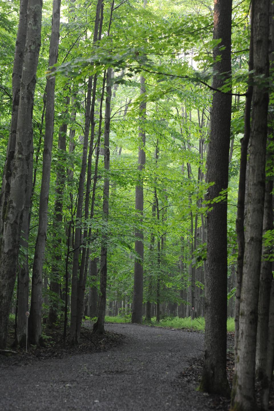 Free download high resolution image - free image free photo free stock image public domain picture  Sand Run Lake Trail West Virginia