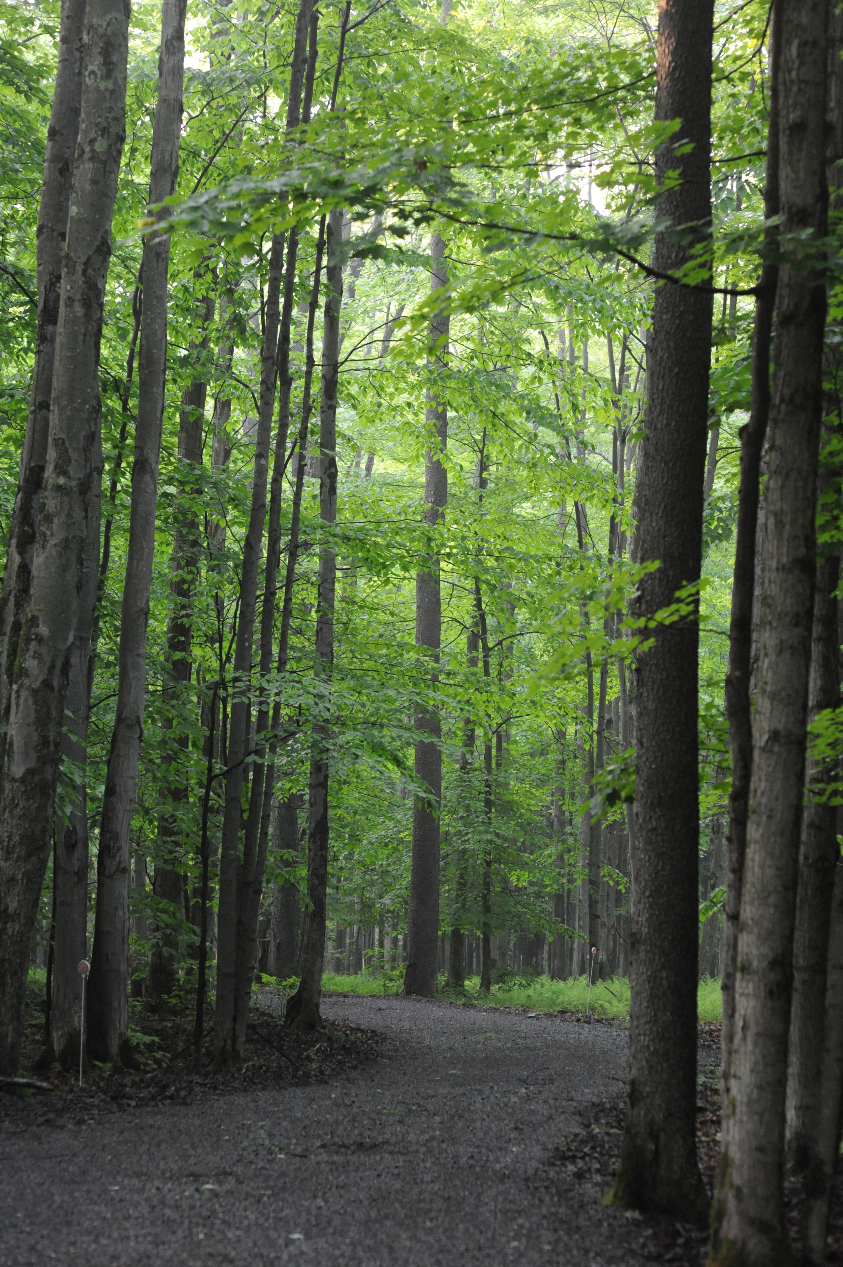 Free download high resolution image - free image free photo free stock image public domain picture -Sand Run Lake Trail West Virginia