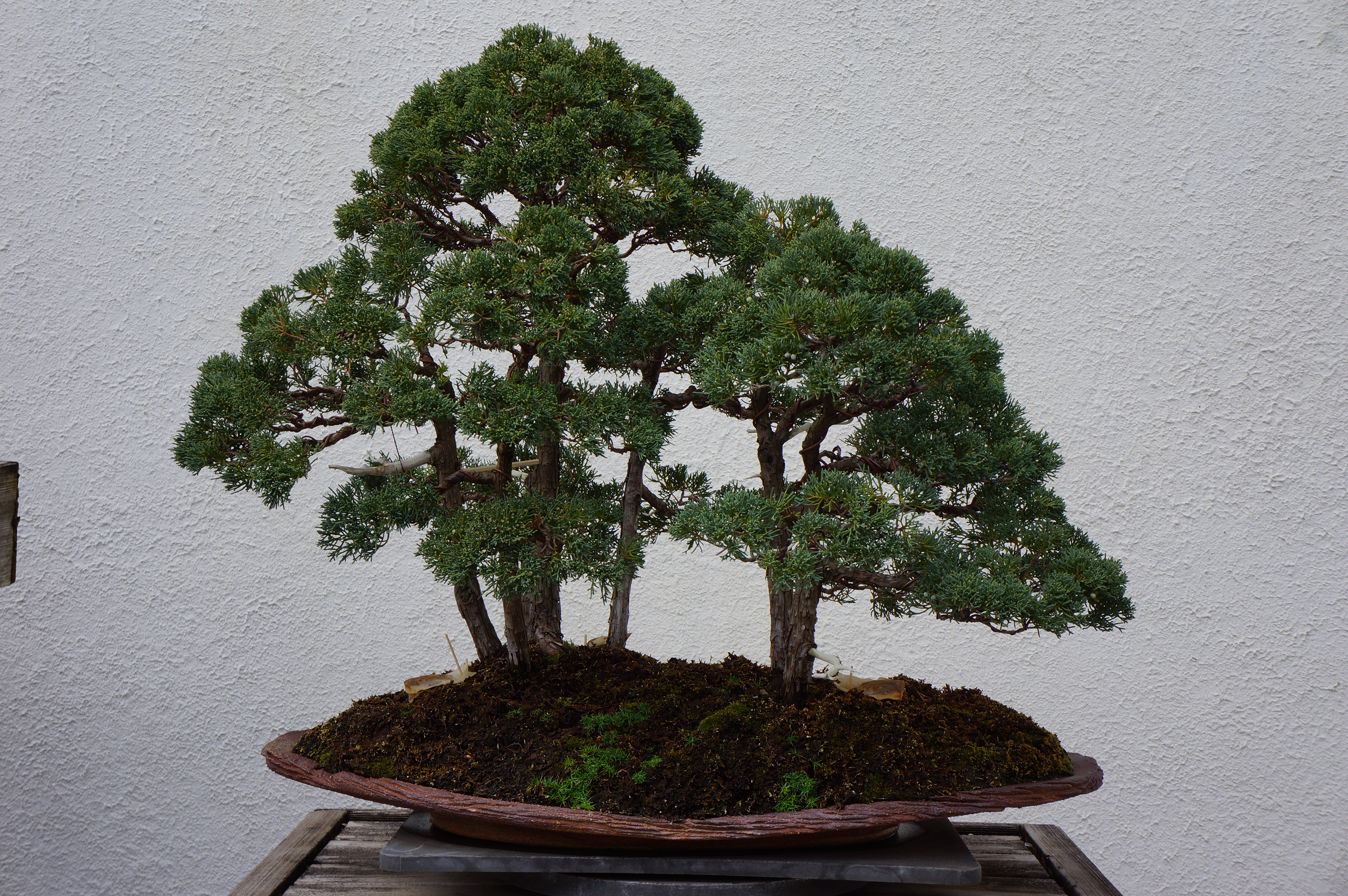 Free download high resolution image - free image free photo free stock image public domain picture -Pot Planting