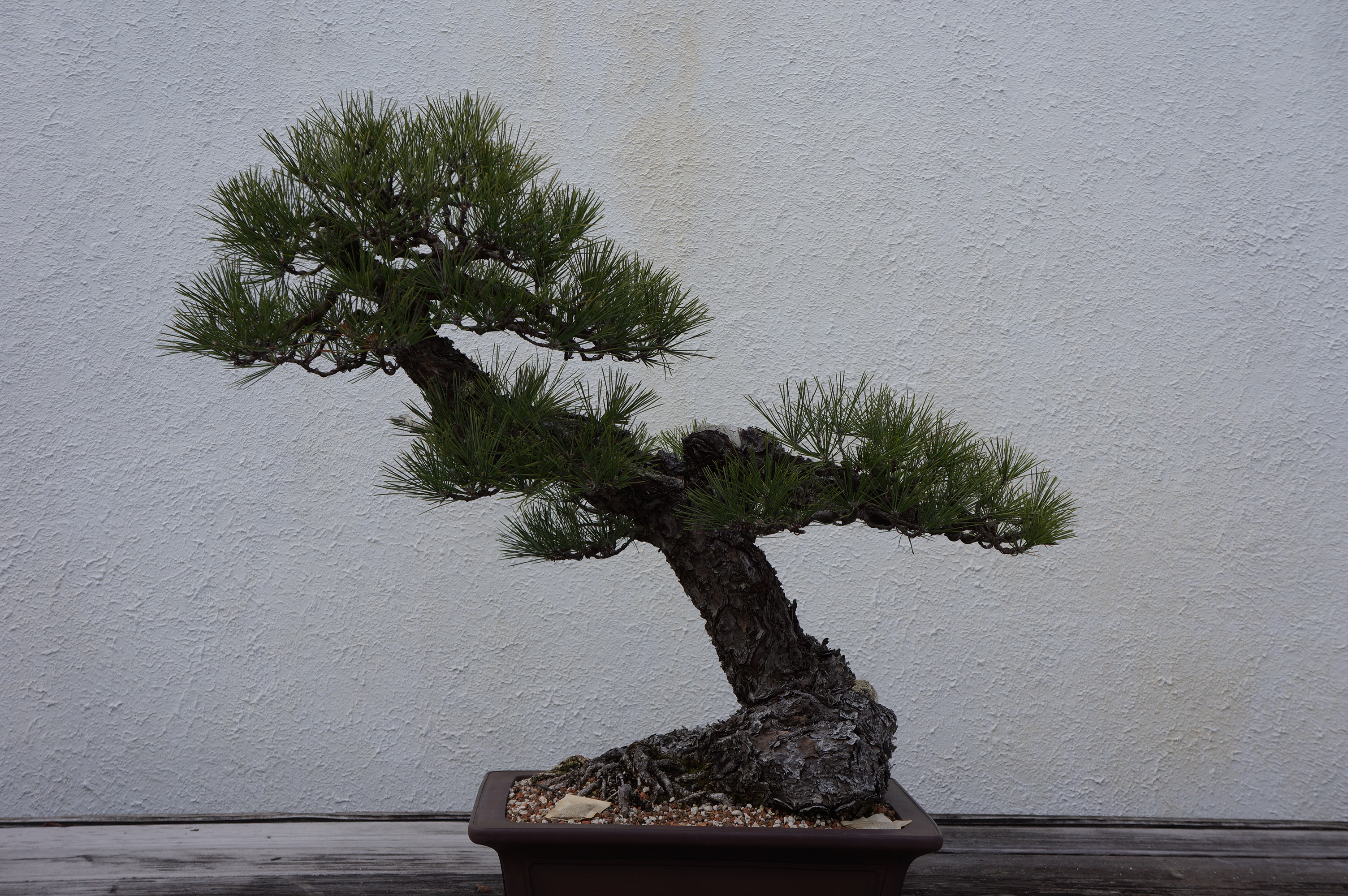 Free download high resolution image - free image free photo free stock image public domain picture -Pot Planting