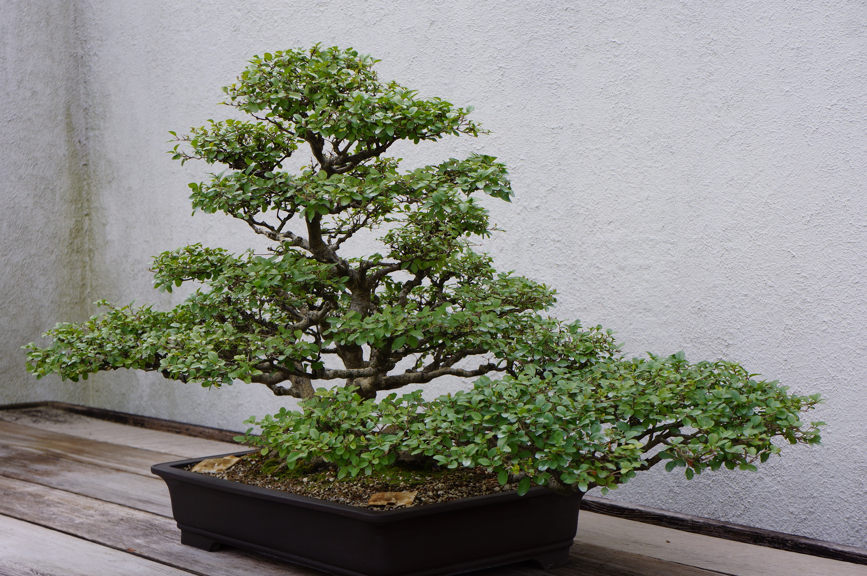 Free download high resolution image - free image free photo free stock image public domain picture -Pot Planting