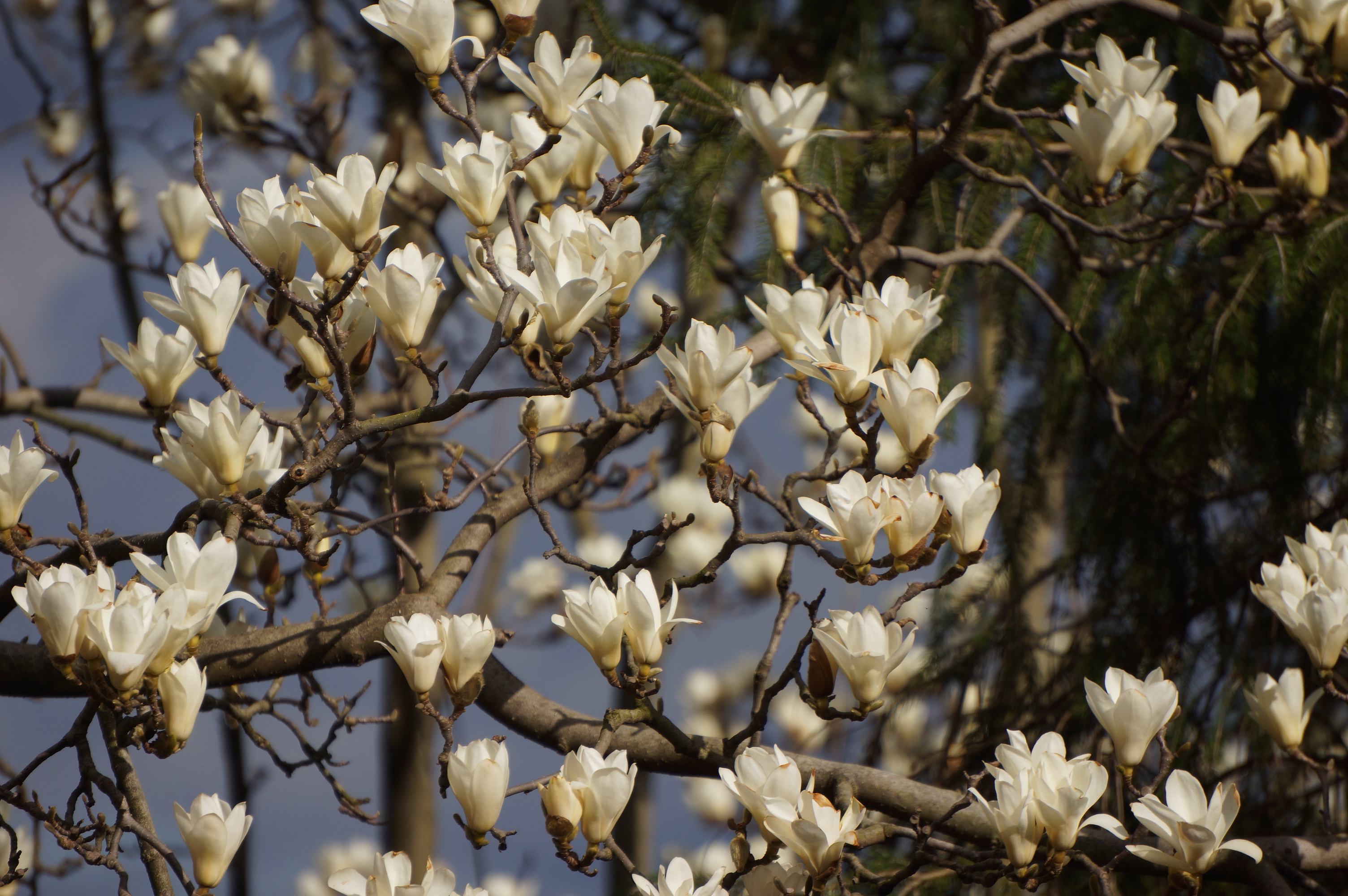 Free download high resolution image - free image free photo free stock image public domain picture -Tree and Flower - National Arboretum