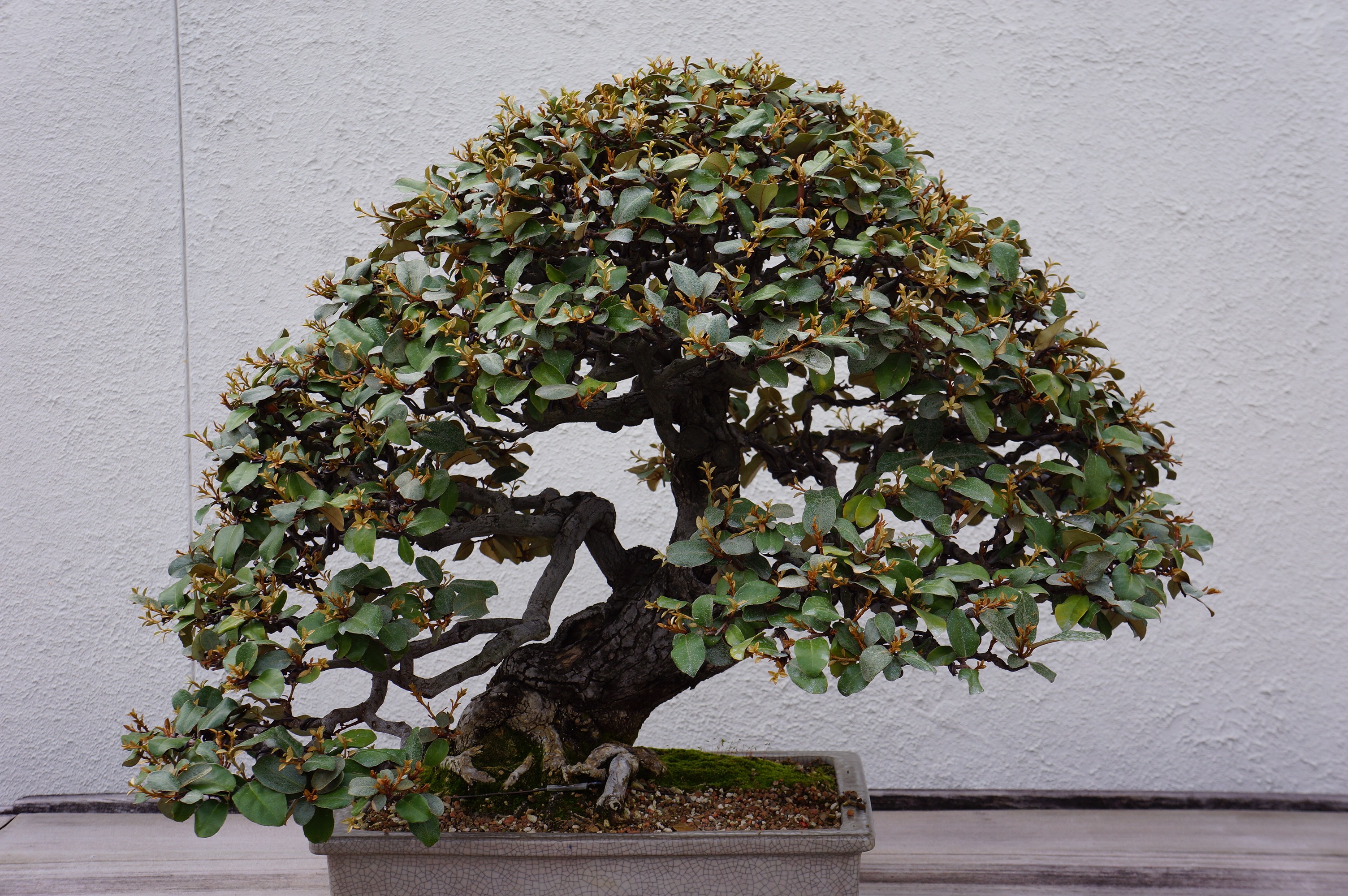 Free download high resolution image - free image free photo free stock image public domain picture -Pot Planting