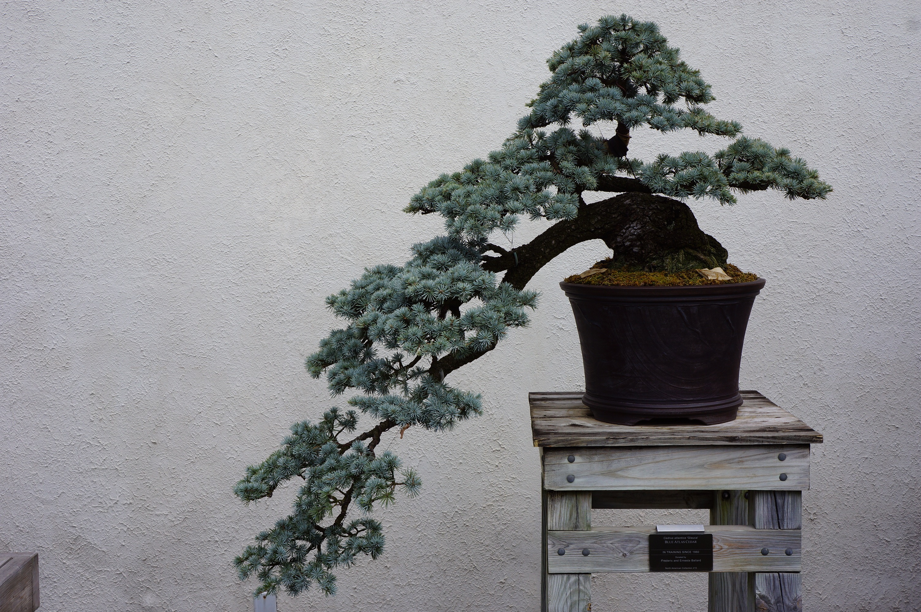 Free download high resolution image - free image free photo free stock image public domain picture -Pot Planting