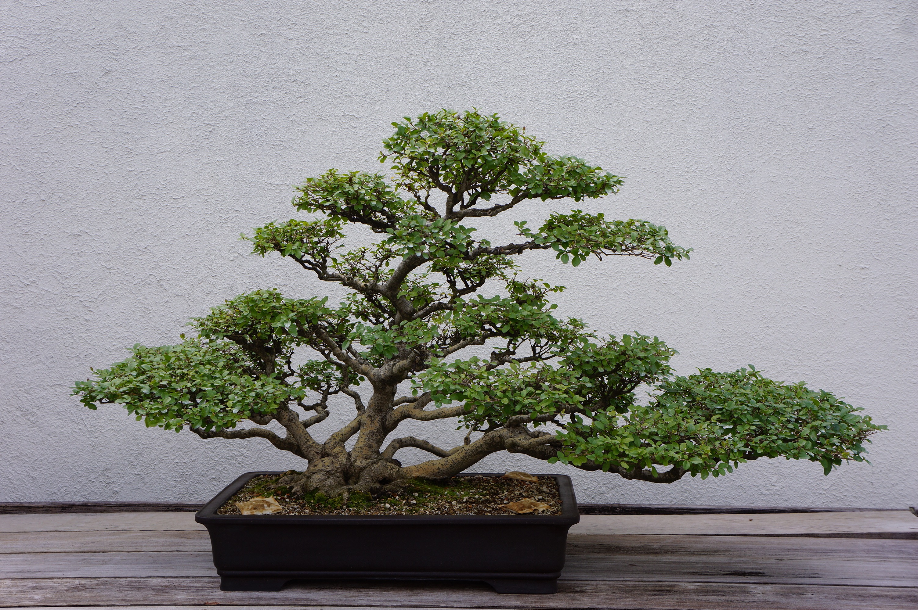 Free download high resolution image - free image free photo free stock image public domain picture -Pot Planting