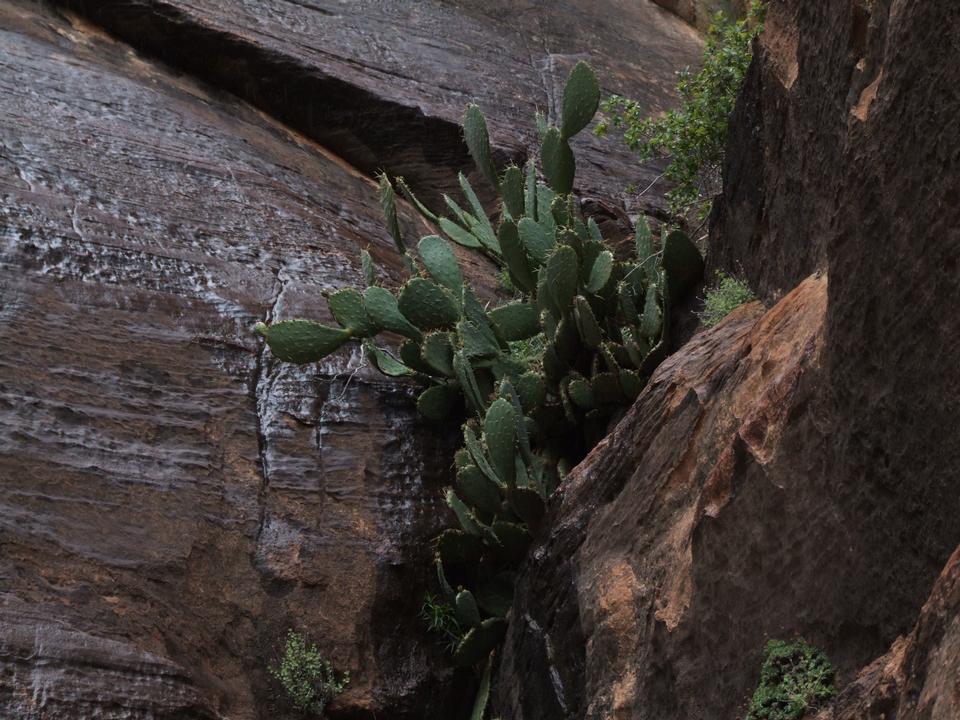 Free download high resolution image - free image free photo free stock image public domain picture  Giant Canyon, Arizona