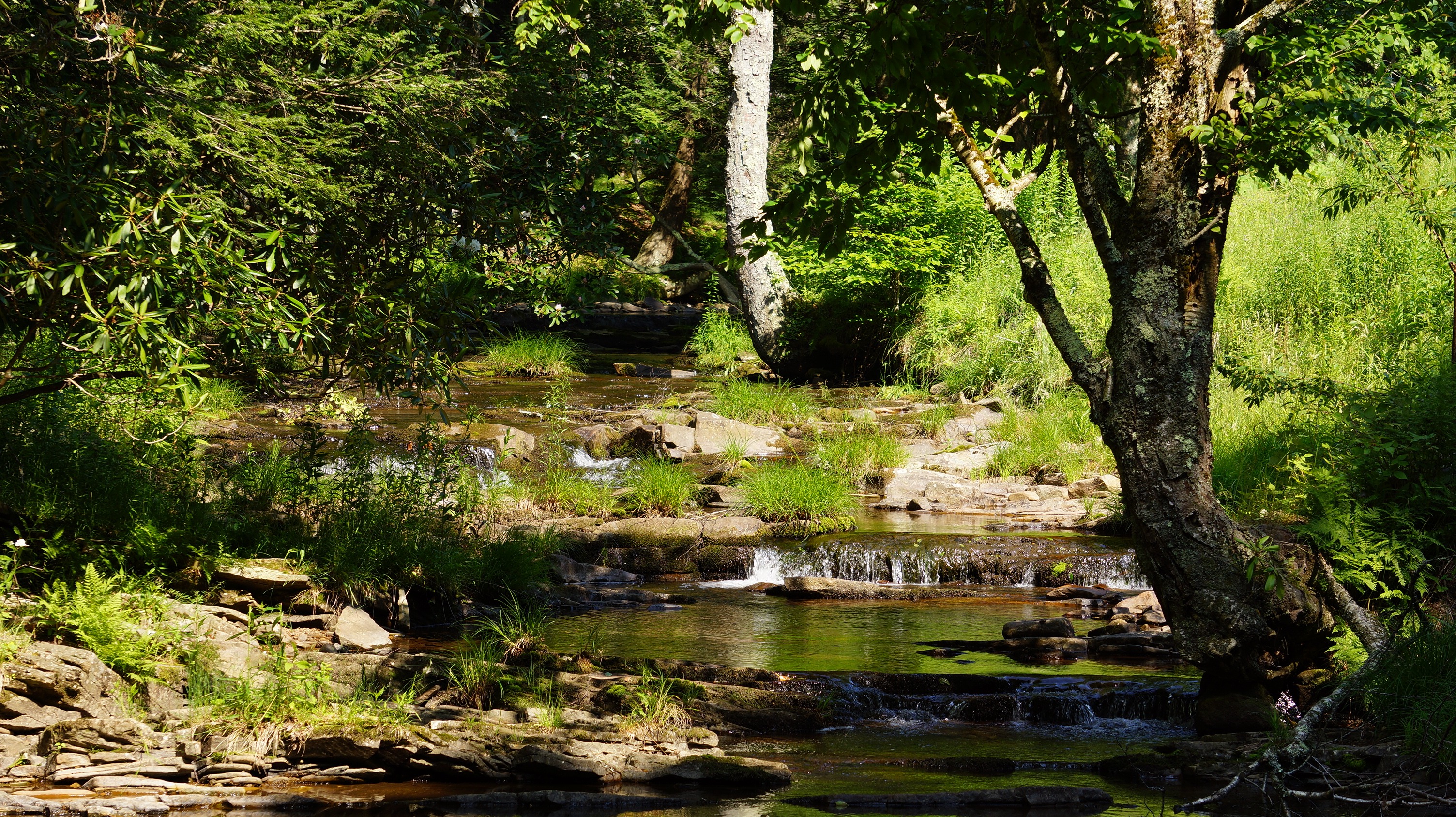 Free download high resolution image - free image free photo free stock image public domain picture -Dolly Sods Wilderness, West Virginia