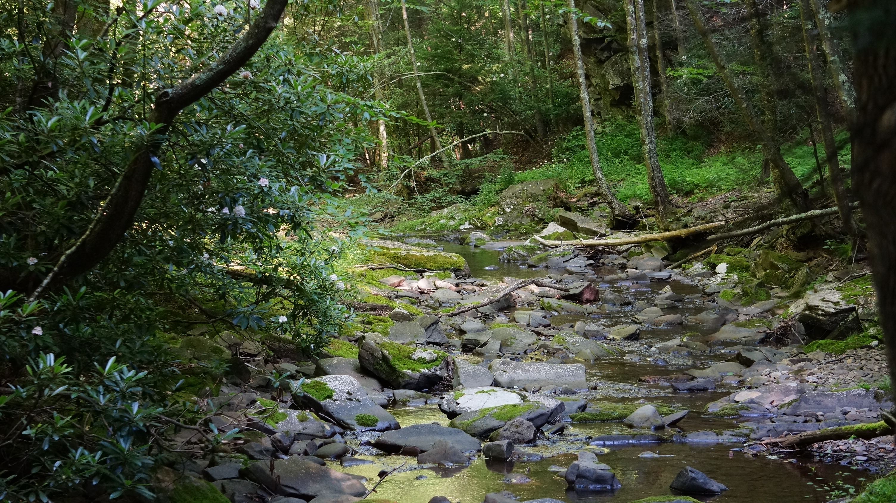 Free download high resolution image - free image free photo free stock image public domain picture -Dolly Sods Wilderness, West Virginia