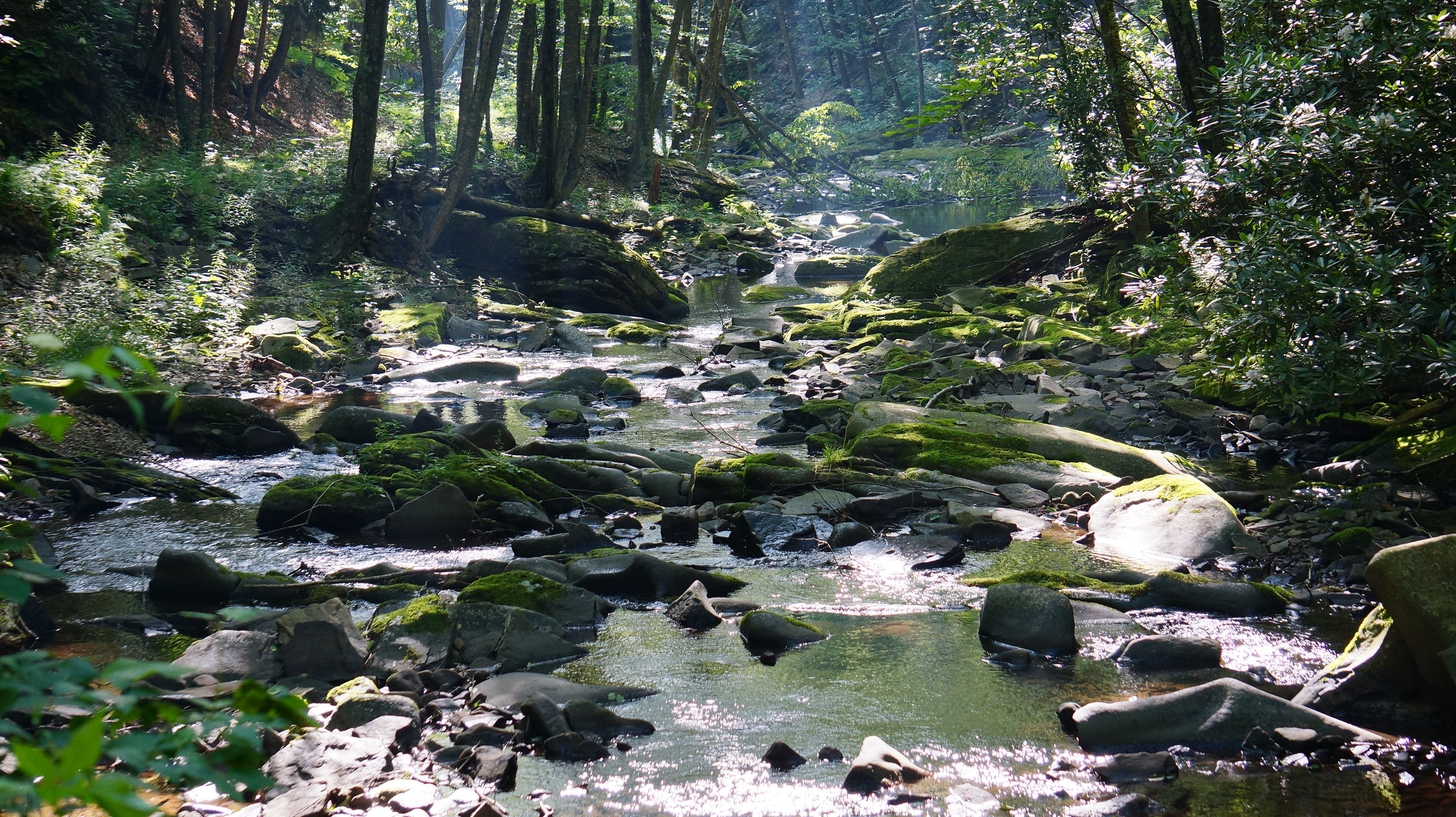 Free download high resolution image - free image free photo free stock image public domain picture -Dolly Sods Wilderness, West Virginia