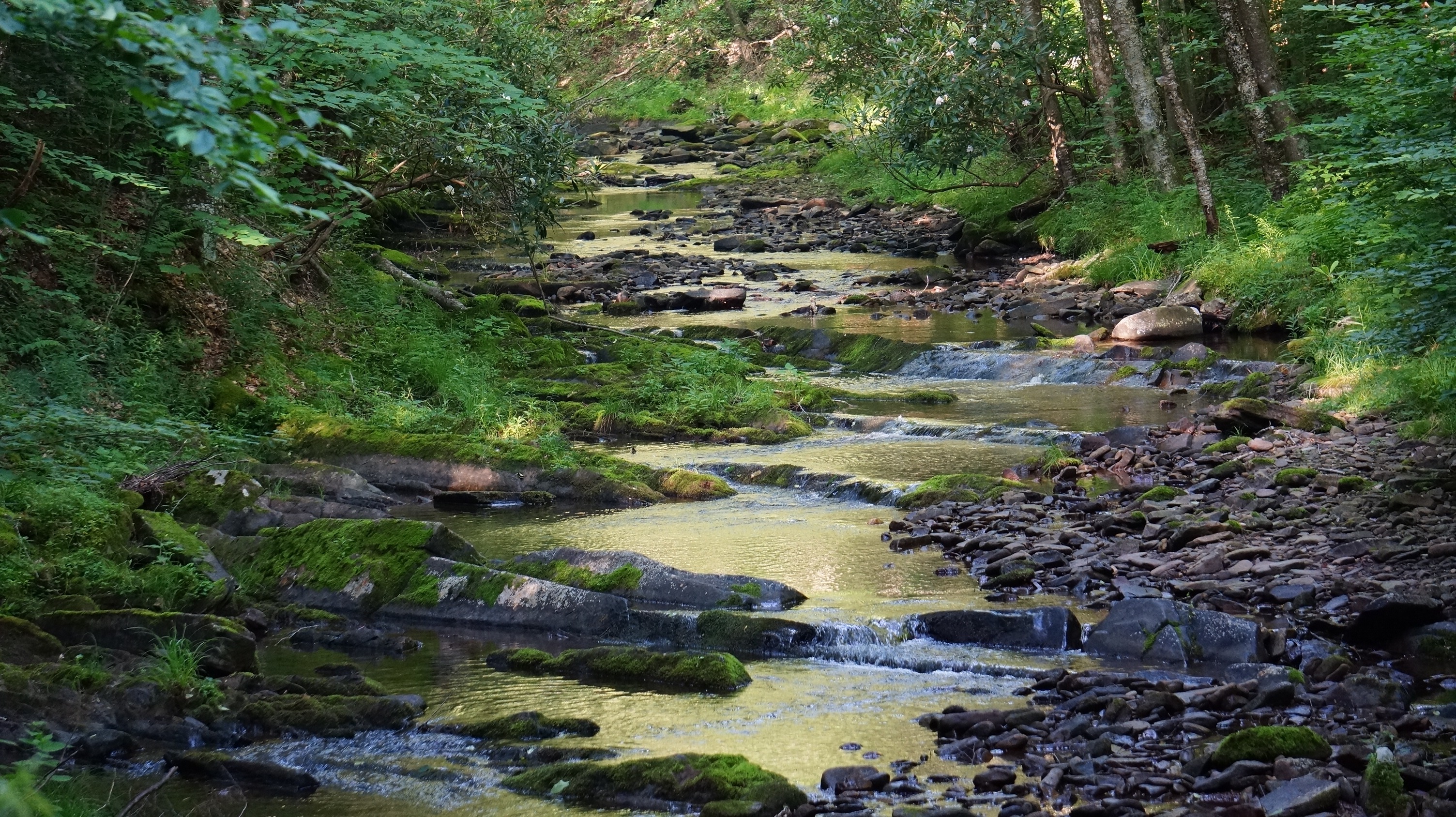 Free download high resolution image - free image free photo free stock image public domain picture -Dolly Sods Wilderness, West Virginia