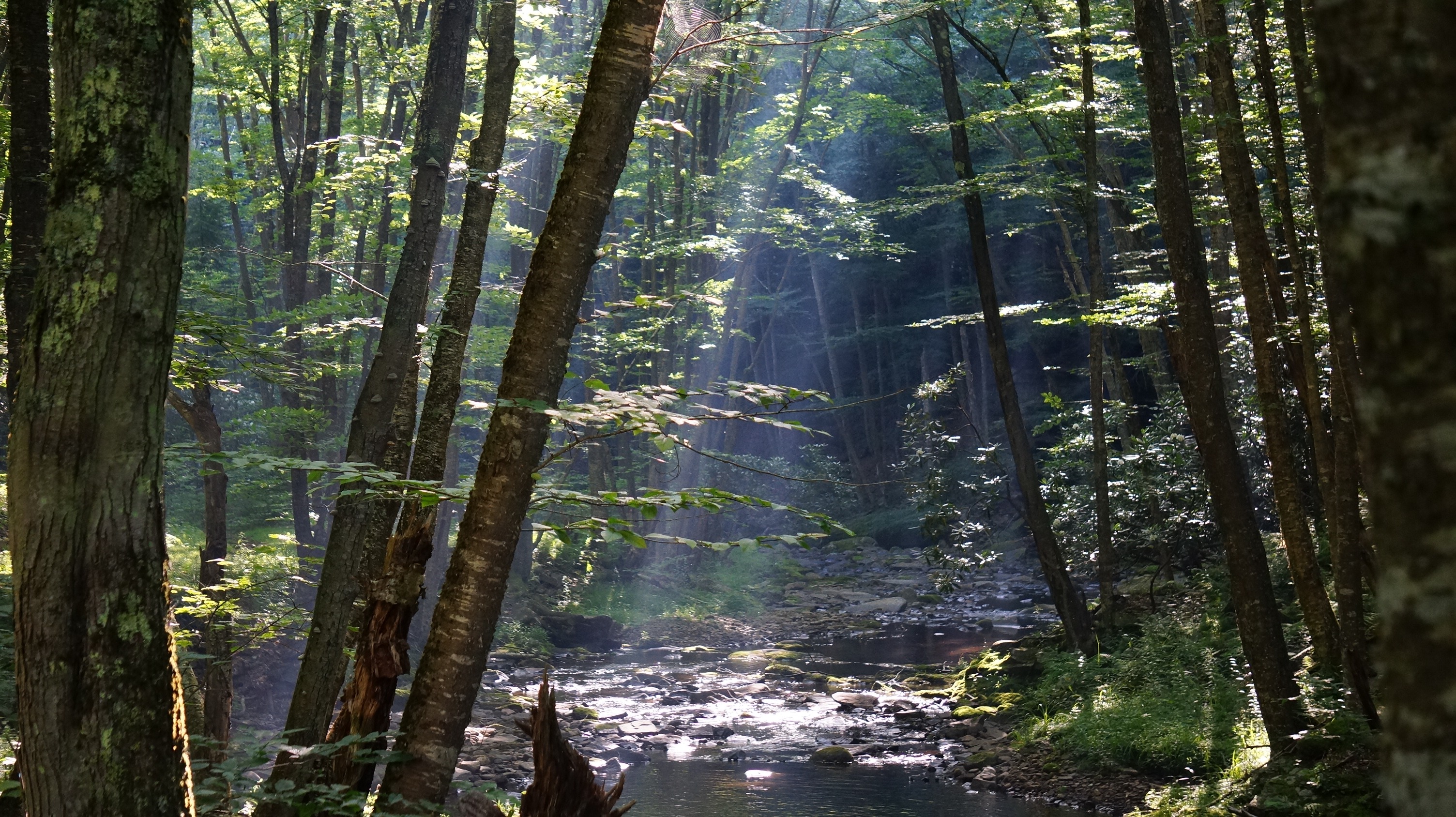 Free download high resolution image - free image free photo free stock image public domain picture -Dolly Sods Wilderness, West Virginia