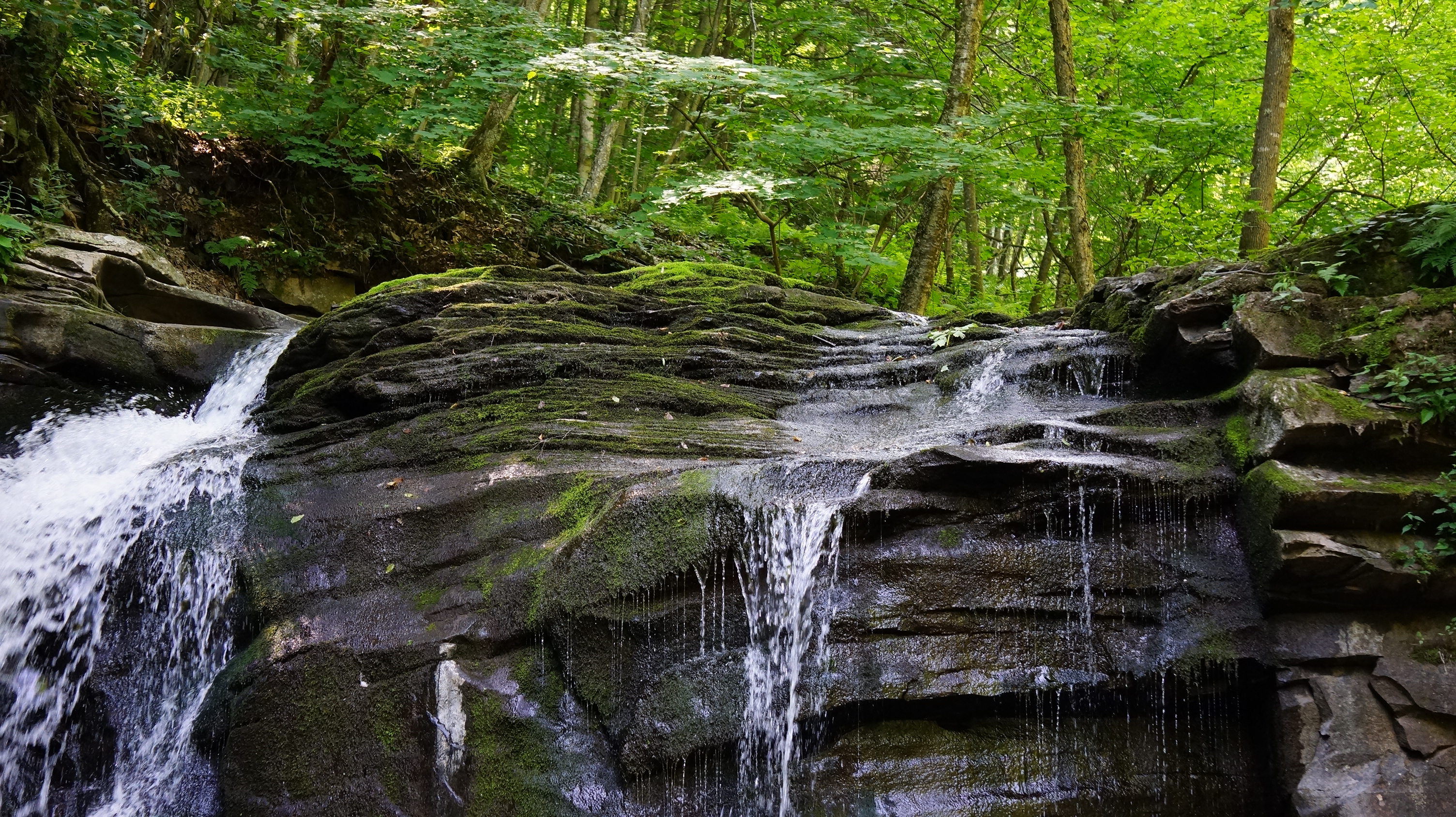 Free download high resolution image - free image free photo free stock image public domain picture -Dolly Sods Wilderness, West Virginia