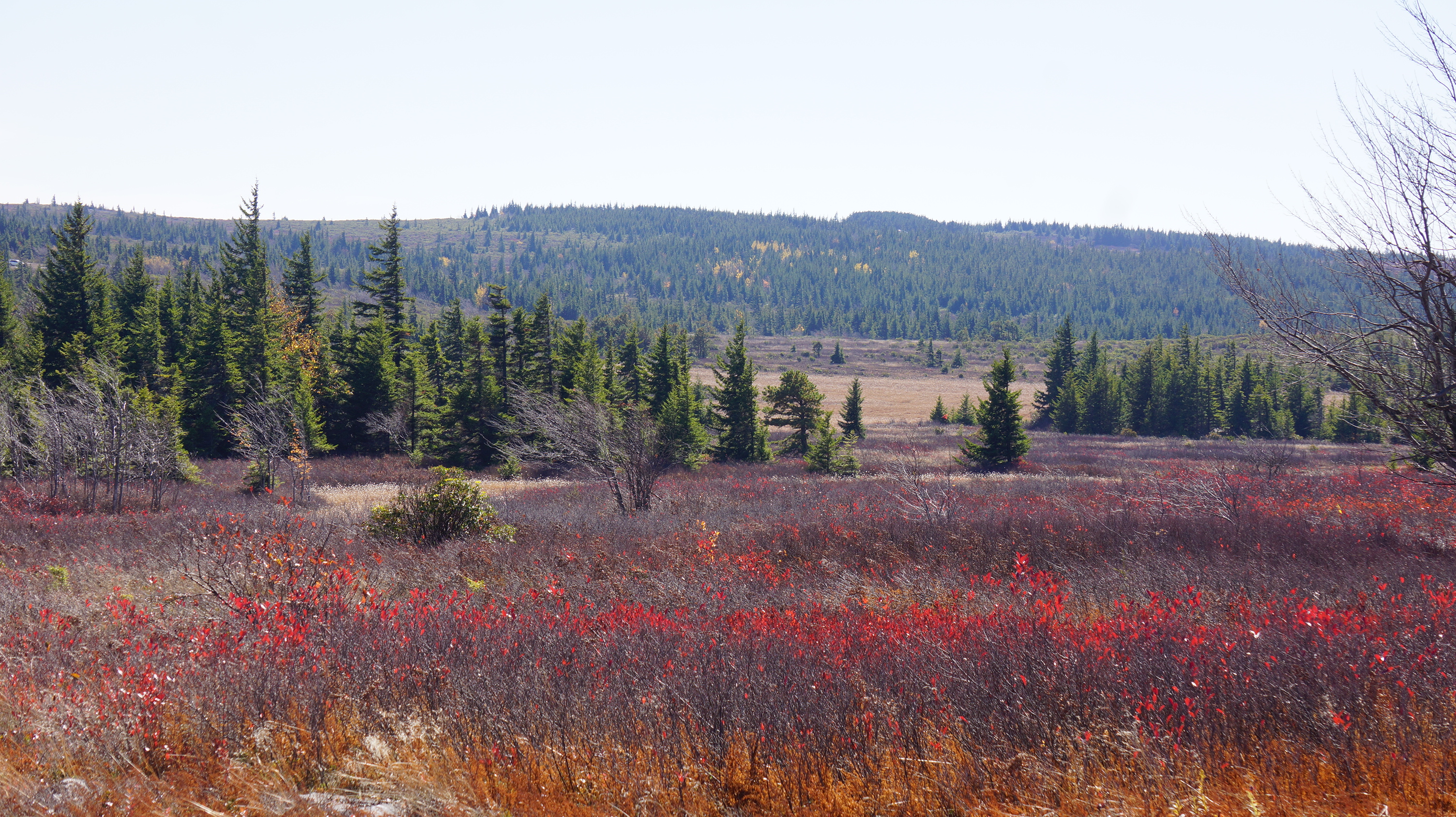 Free download high resolution image - free image free photo free stock image public domain picture -Fall Foliage in Dolly Sods