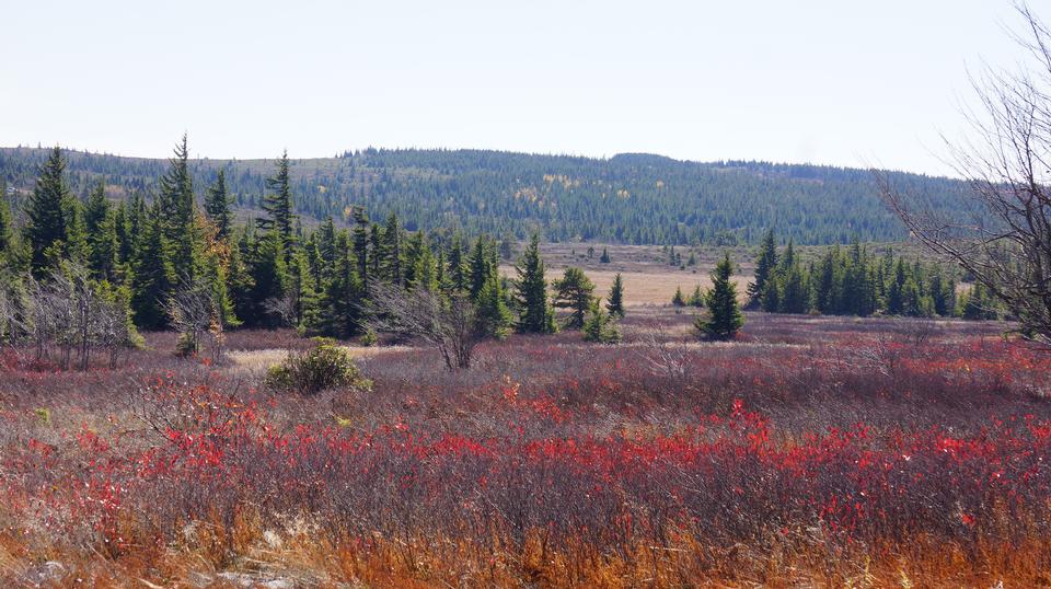 Free download high resolution image - free image free photo free stock image public domain picture  Fall Foliage in Dolly Sods