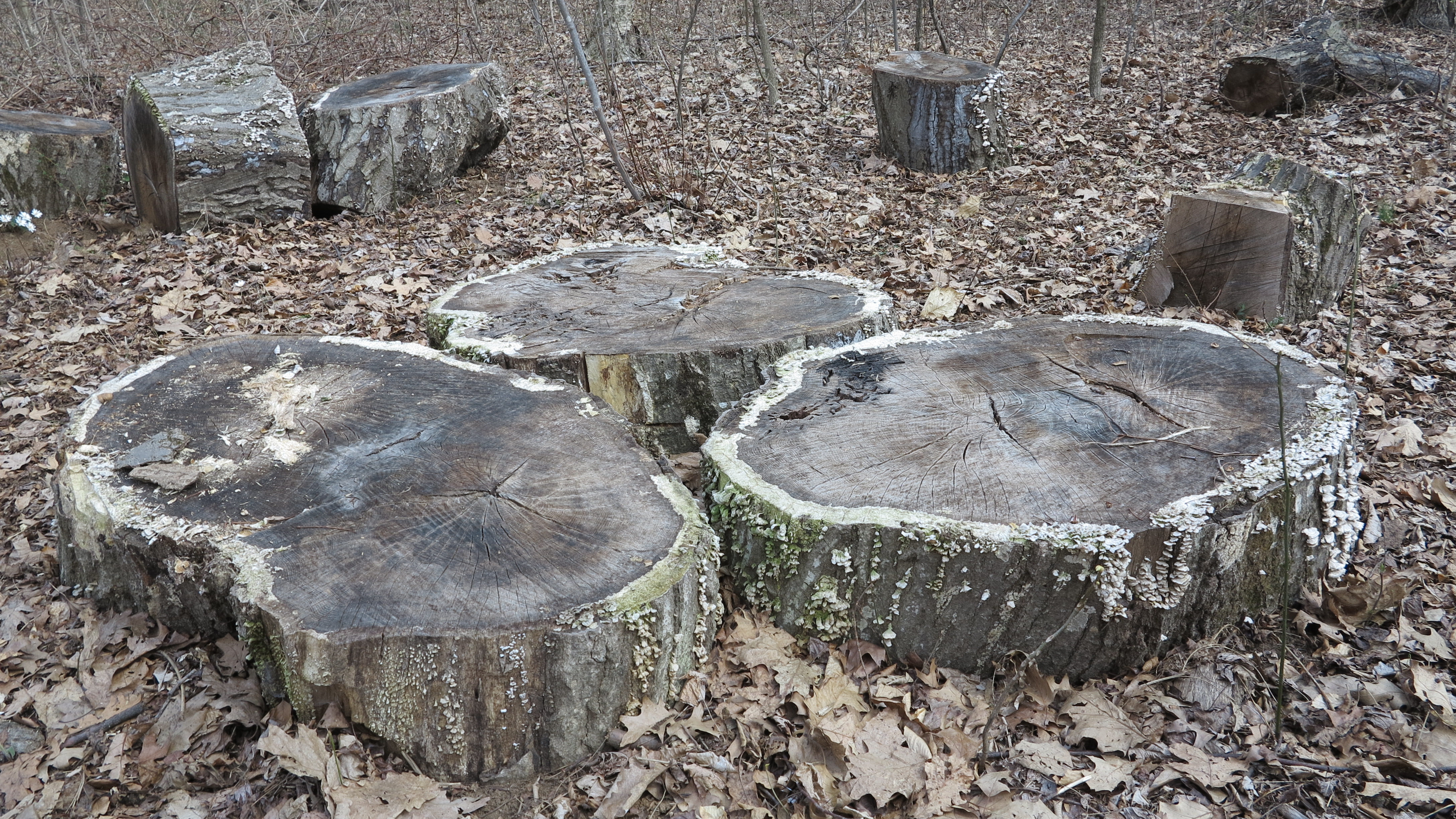 Free download high resolution image - free image free photo free stock image public domain picture -Bears Den Trail Center