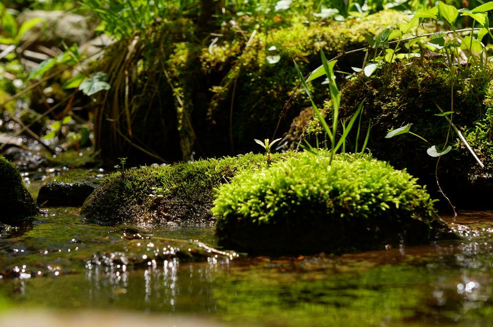 Free download high resolution image - free image free photo free stock image public domain picture  Moss Covered Rock on Sky Meadow trails