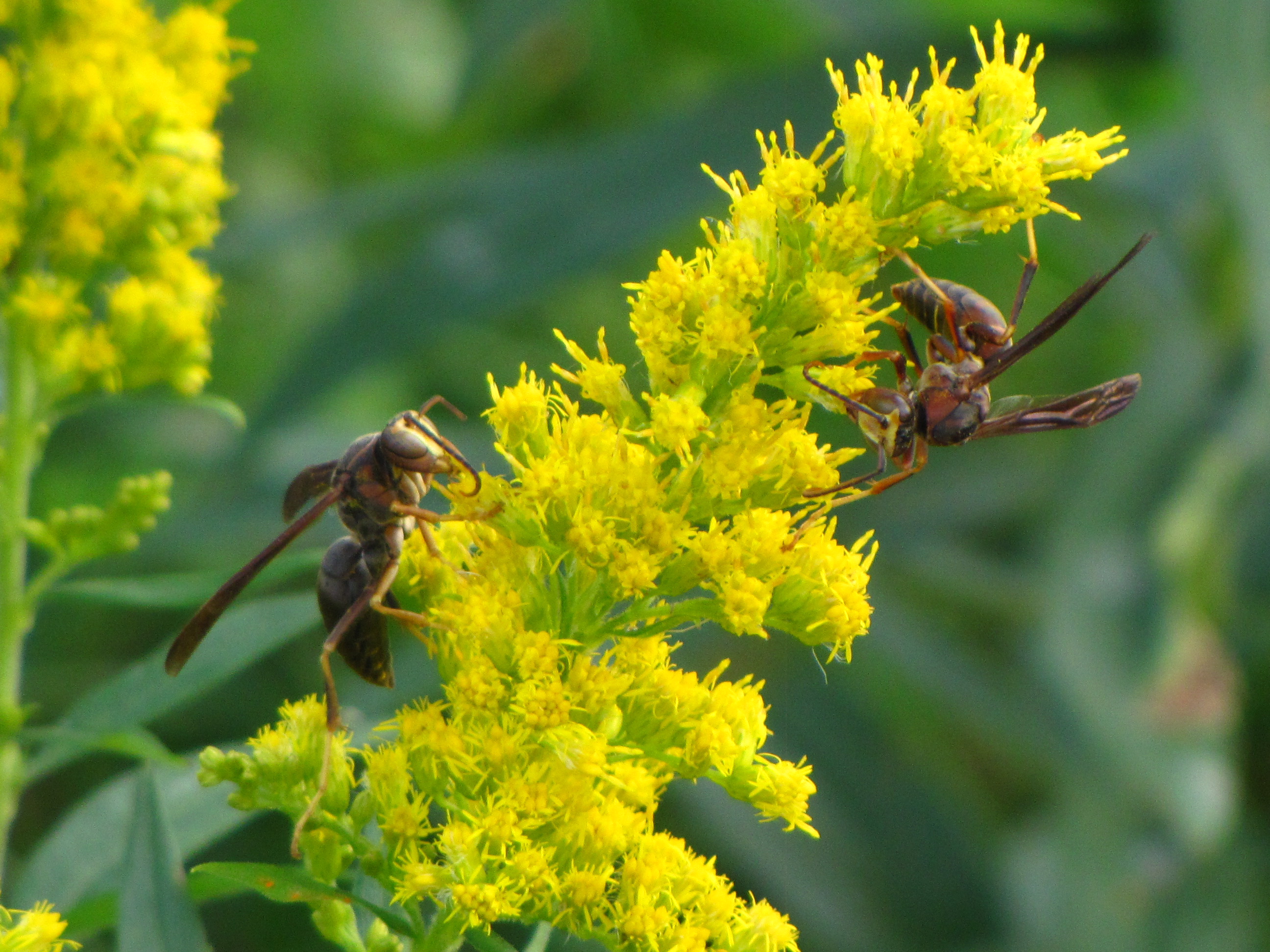 Free download high resolution image - free image free photo free stock image public domain picture -wasps 2