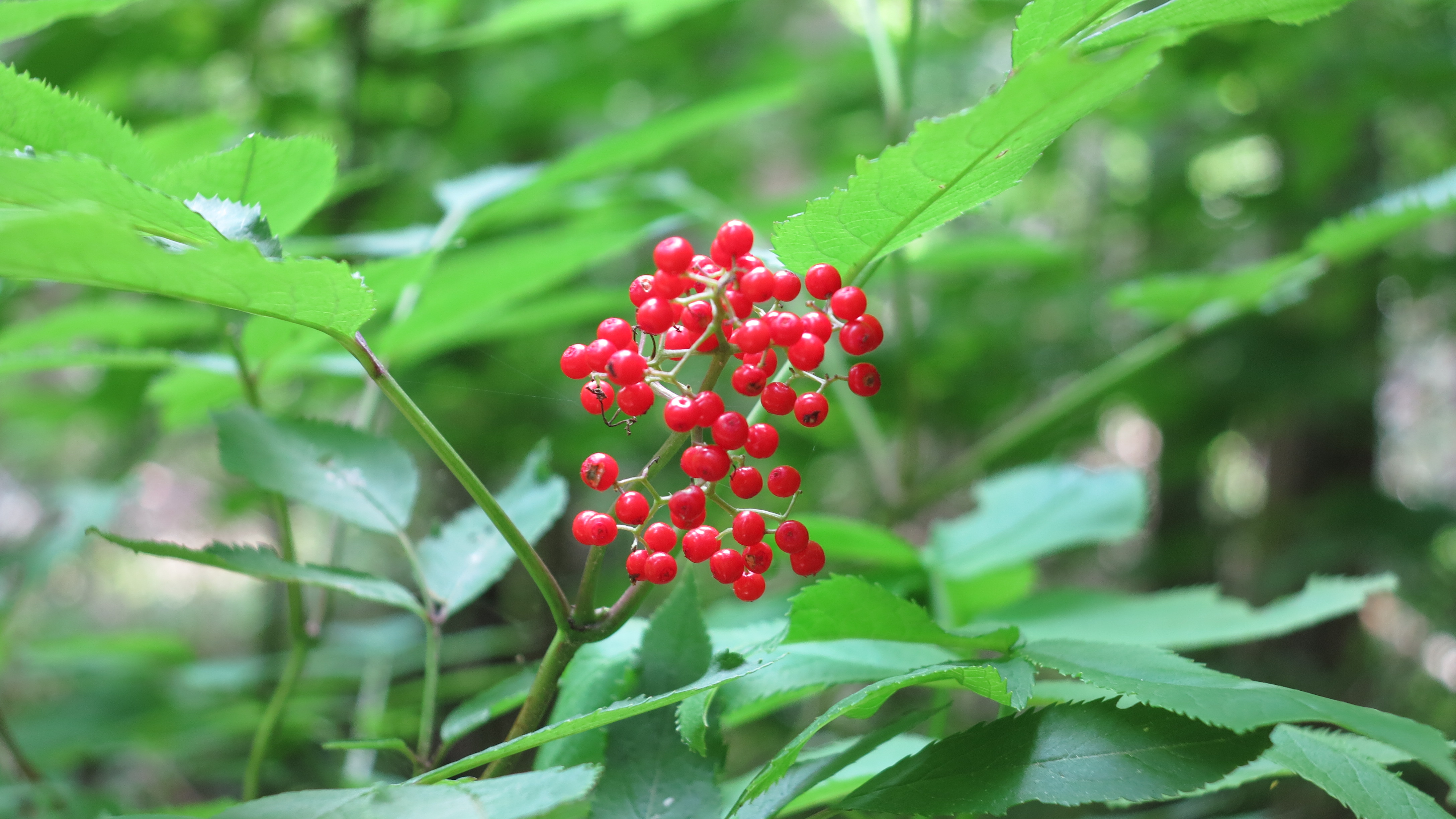 Free download high resolution image - free image free photo free stock image public domain picture -Wildflowers of Shenandoah