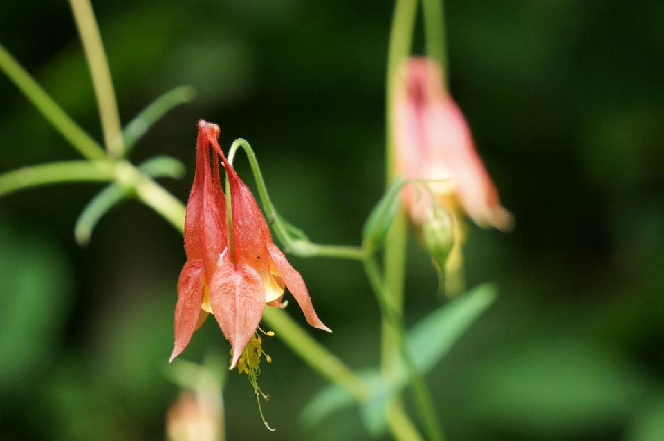 Free download high resolution image - free image free photo free stock image public domain picture  Wildflowers of Shenandoah