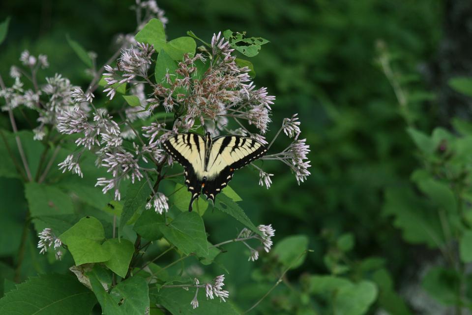 Free download high resolution image - free image free photo free stock image public domain picture  Butterfly on Flowers